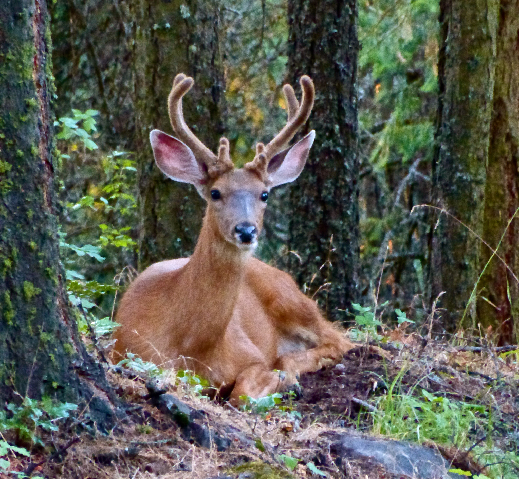 Panasonic Lumix DMC-ZS25 (Lumix DMC-TZ35) sample photo. Young buck laying down photography