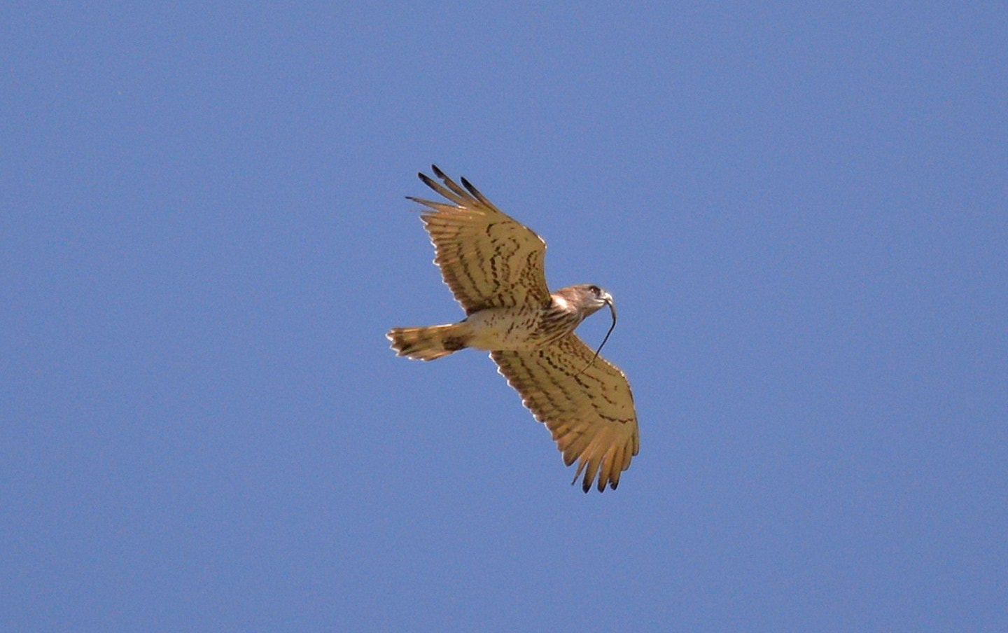 Sigma 150-600mm F5-6.3 DG OS HSM | S sample photo. Circaetus gallicus photography