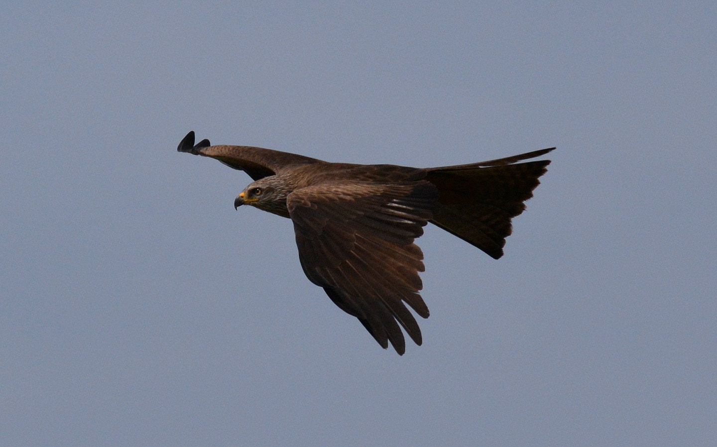 Sigma 150-600mm F5-6.3 DG OS HSM | S sample photo. Milvus milvus photography