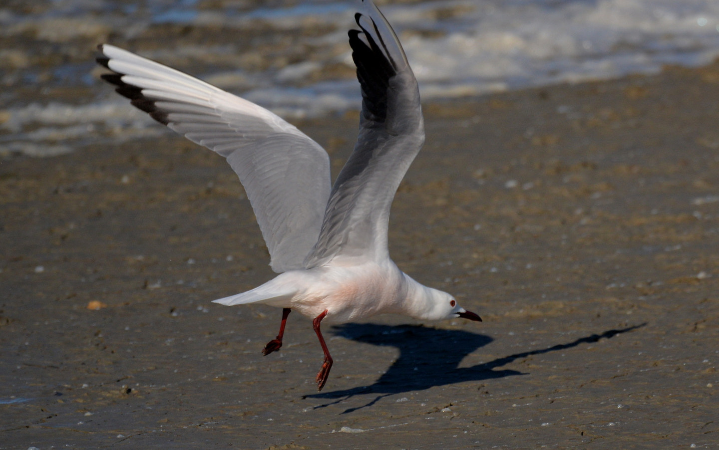 Sigma 150-600mm F5-6.3 DG OS HSM | S sample photo. Chroicocephalus genei photography