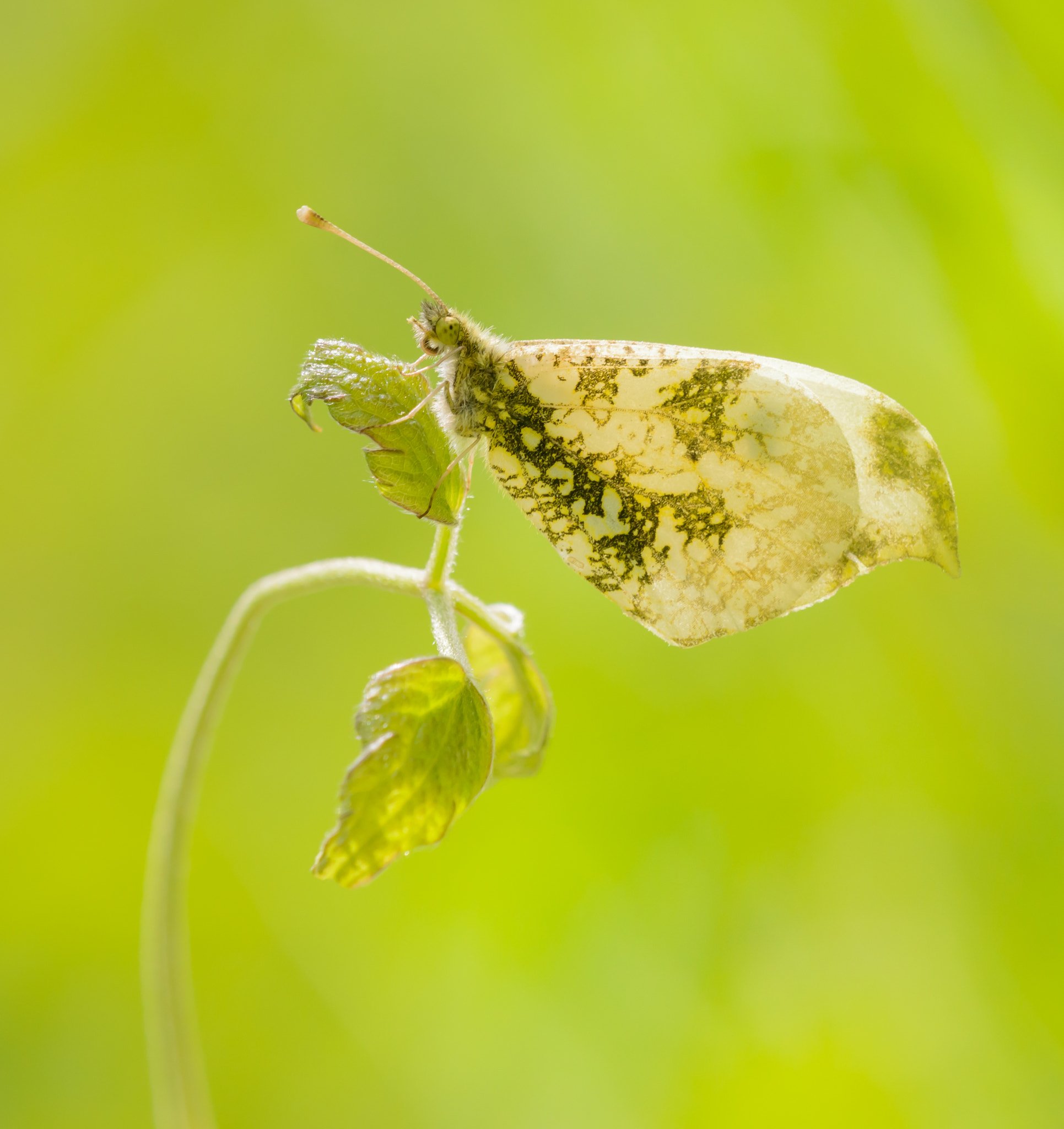 Sigma 150mm F2.8 EX DG Macro HSM sample photo. Yellow tip butterfly photography