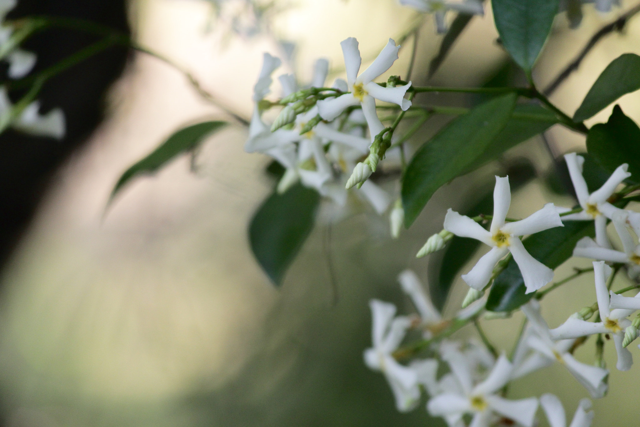 Canon EF-S 55-250mm F4-5.6 IS II sample photo