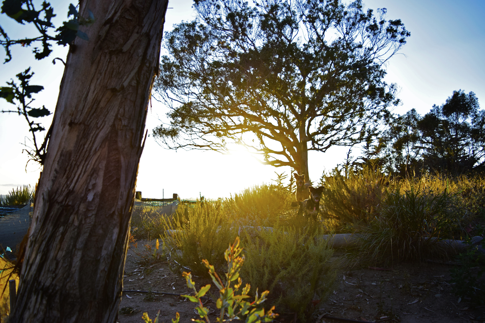 Sigma 18-200mm F3.5-6.3 DC OS HSM sample photo. Sunset at the beach photography