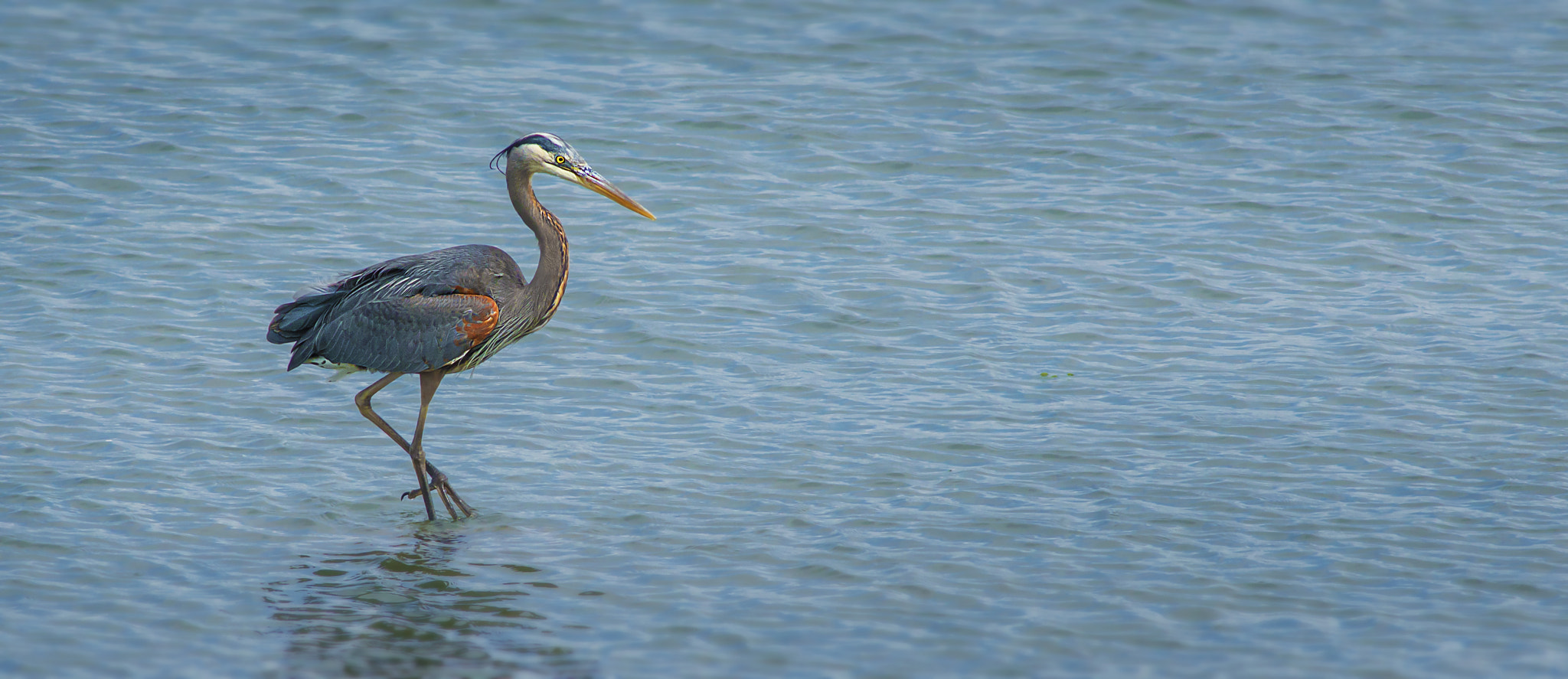 Nikon D800E + AF Nikkor 300mm f/4 IF-ED sample photo. Great blue photography