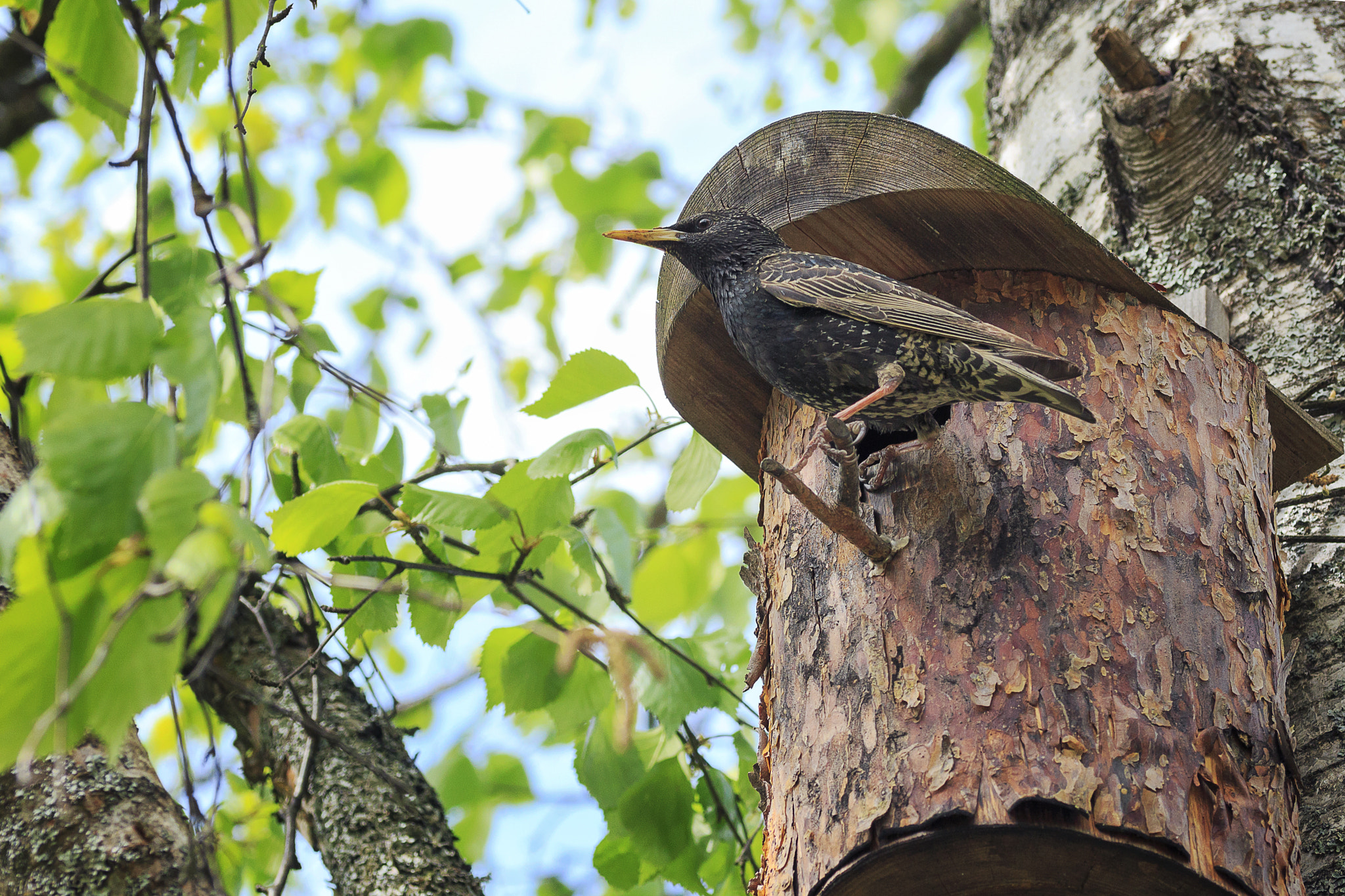 Sigma 105mm F2.8 EX DG OS HSM sample photo. Starling photography