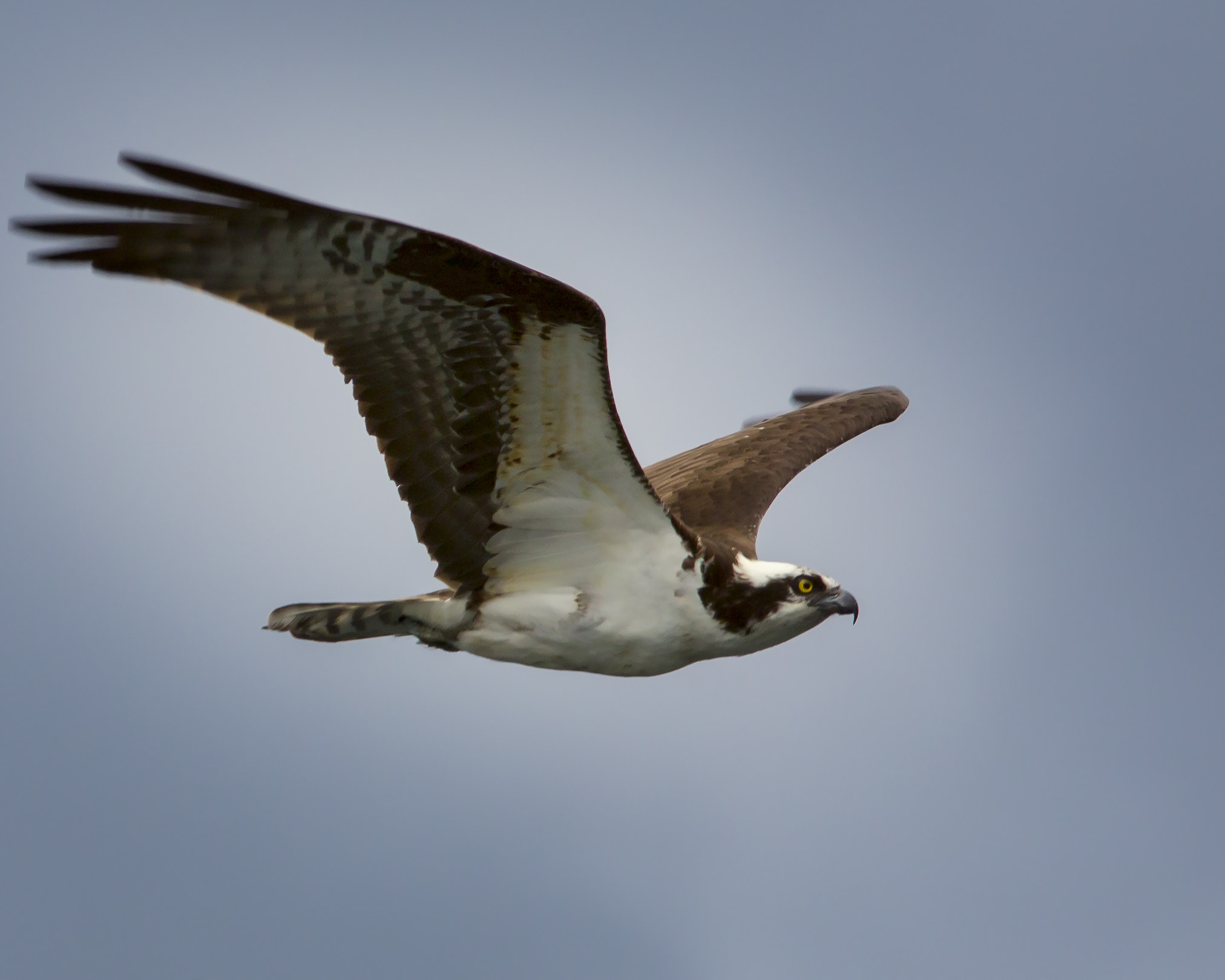 Canon EOS 60D + Canon EF 300mm F4L IS USM sample photo. Osprey photography