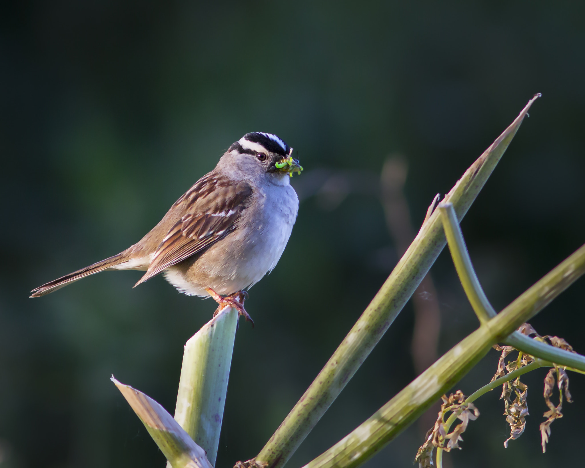 Canon EOS 60D sample photo. White crowned sparrow photography