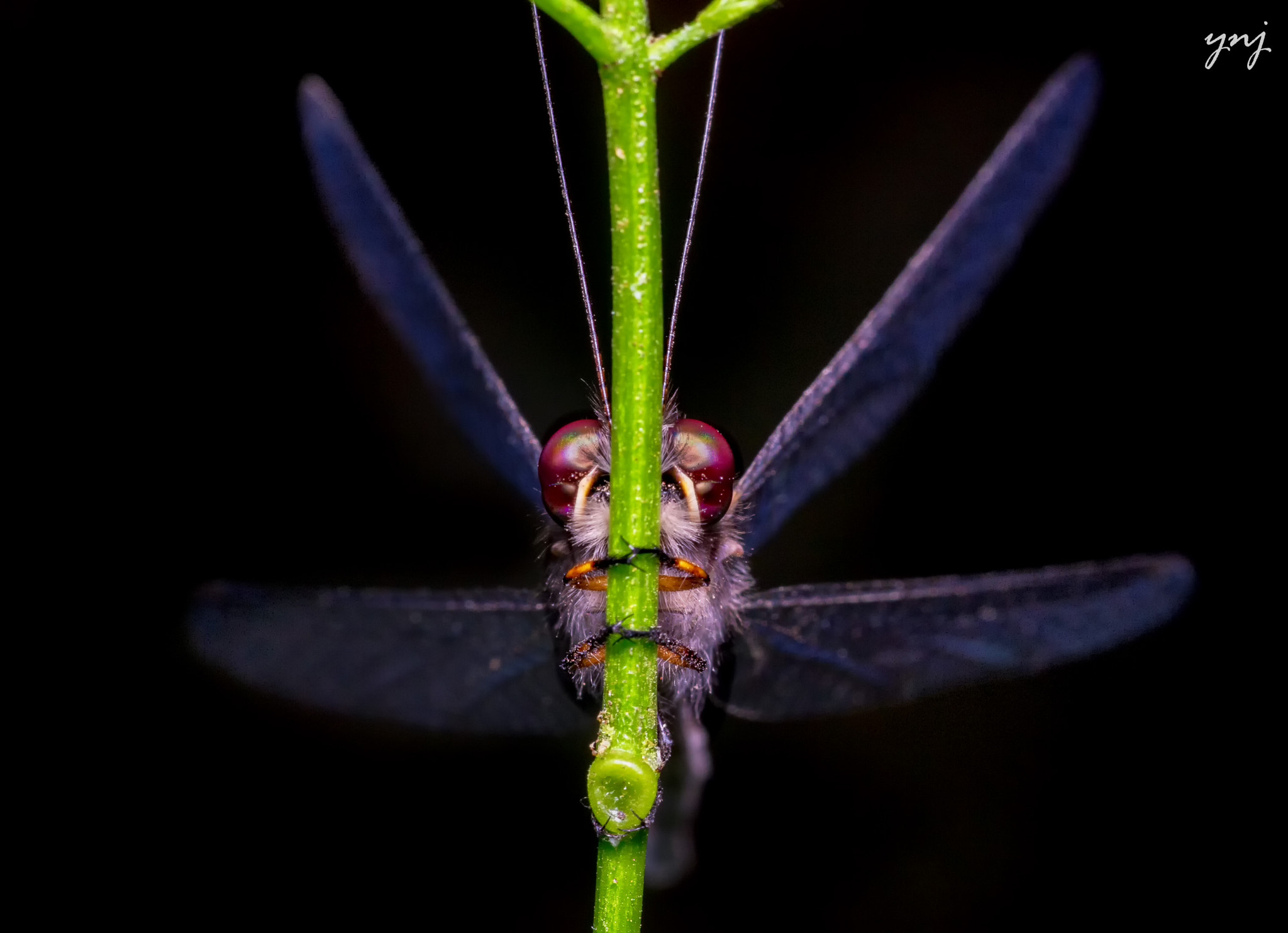 Sigma 70-300mm F4-5.6 APO DG Macro sample photo. Owlfly.. front view photography