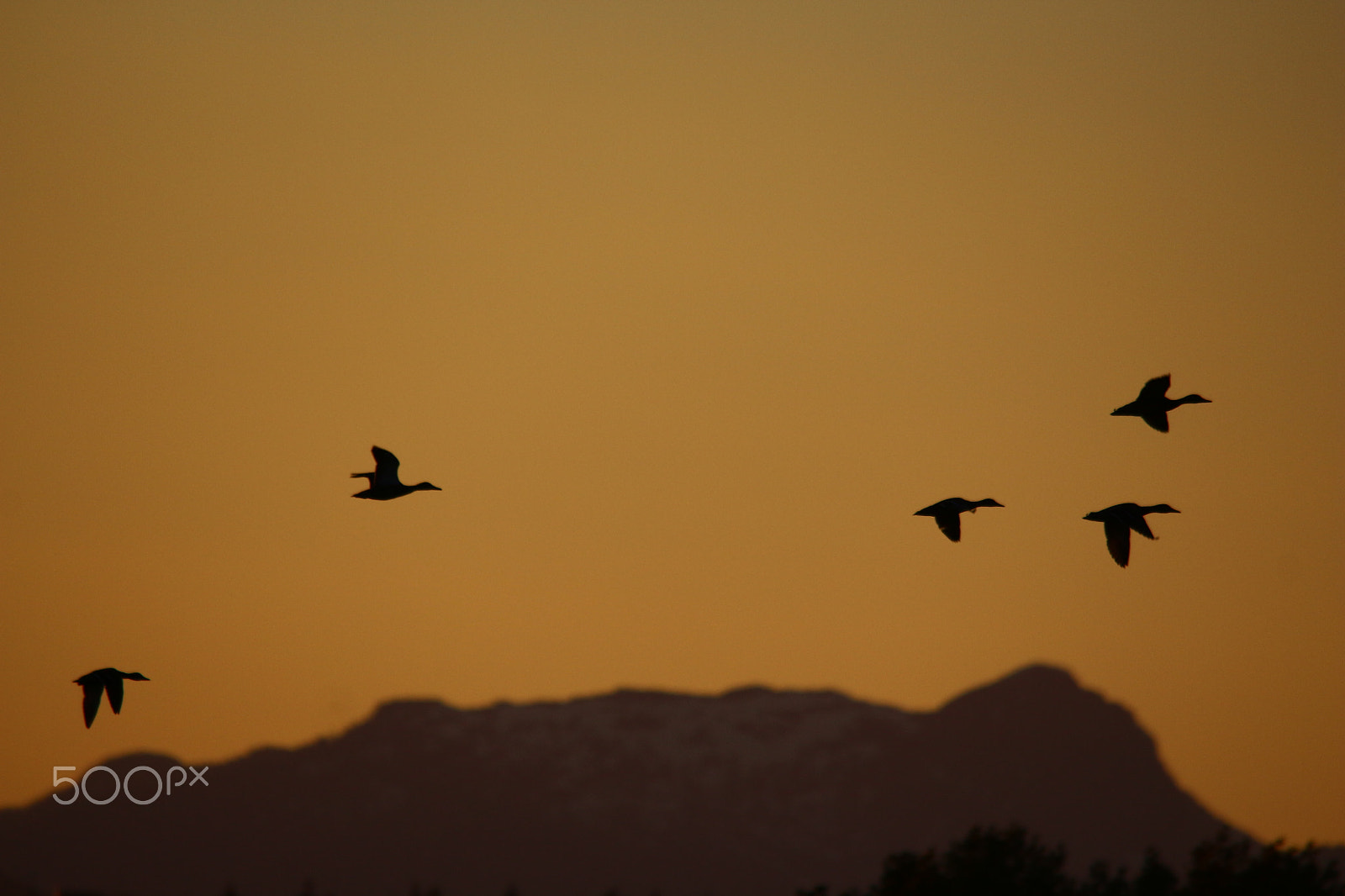 Sigma 150-500mm F5-6.3 DG OS HSM sample photo. This flight tonight photography