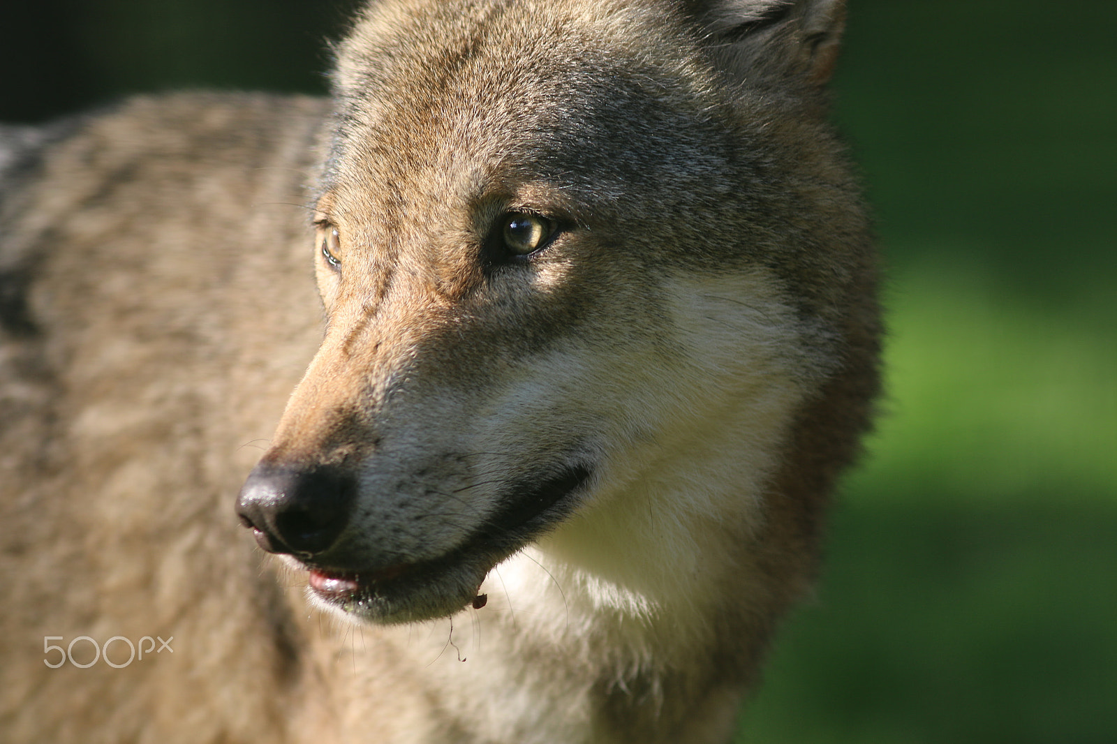 Canon EOS 70D + Canon EF 200mm F2.8L II USM sample photo. Blick in die sonne photography