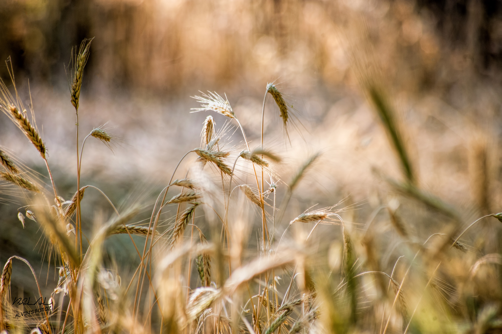 Sigma 70-300mm F4-5.6 APO DG Macro sample photo. Golden  photography