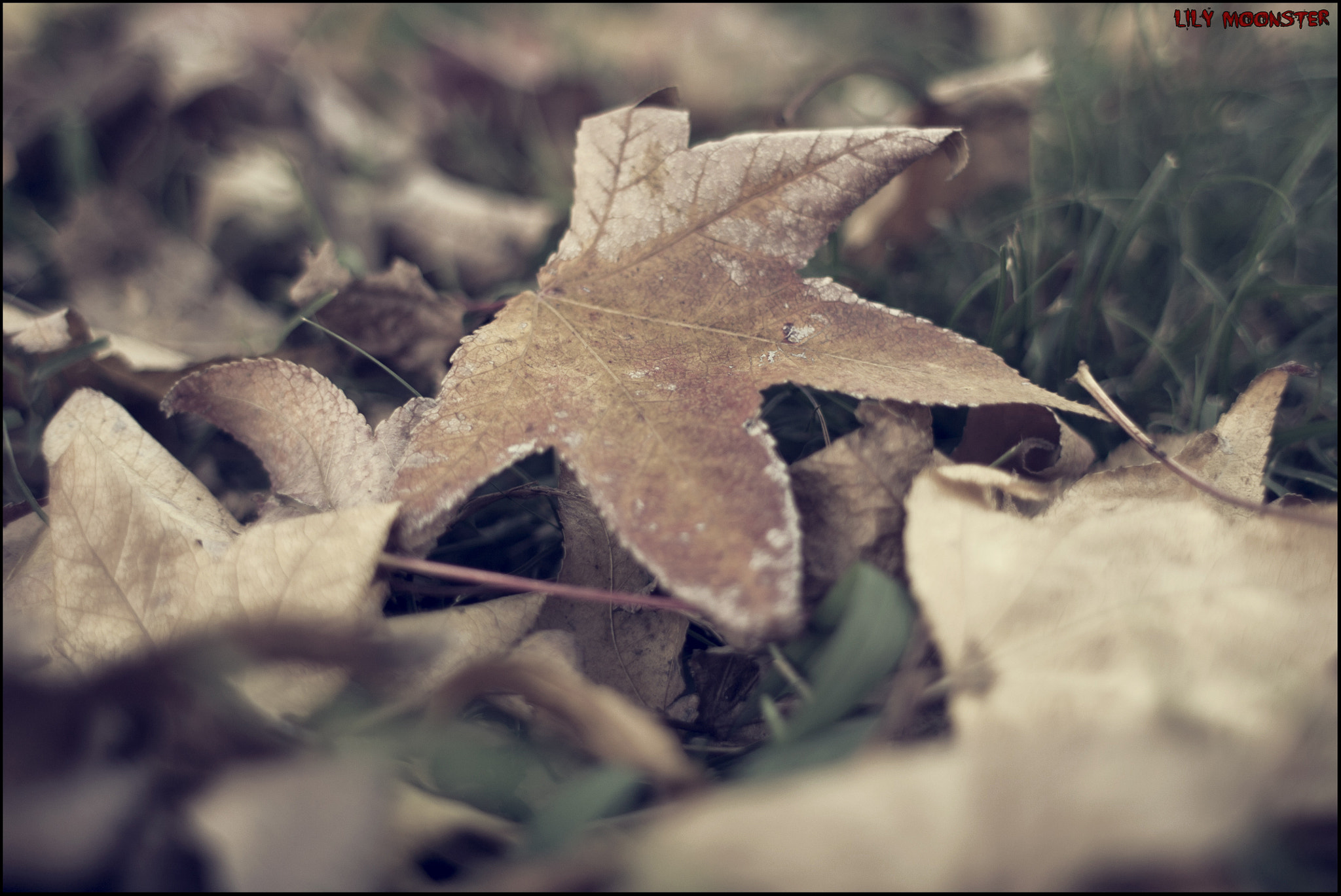 Canon EF 28mm F1.8 USM sample photo. Never done before photography