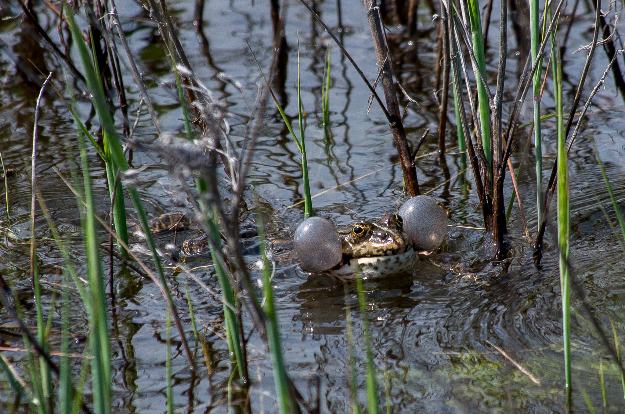 HD Pentax DA 55-300mm F4.0-5.8 ED WR sample photo. Marsh frog // pelophylax ridibundus photography