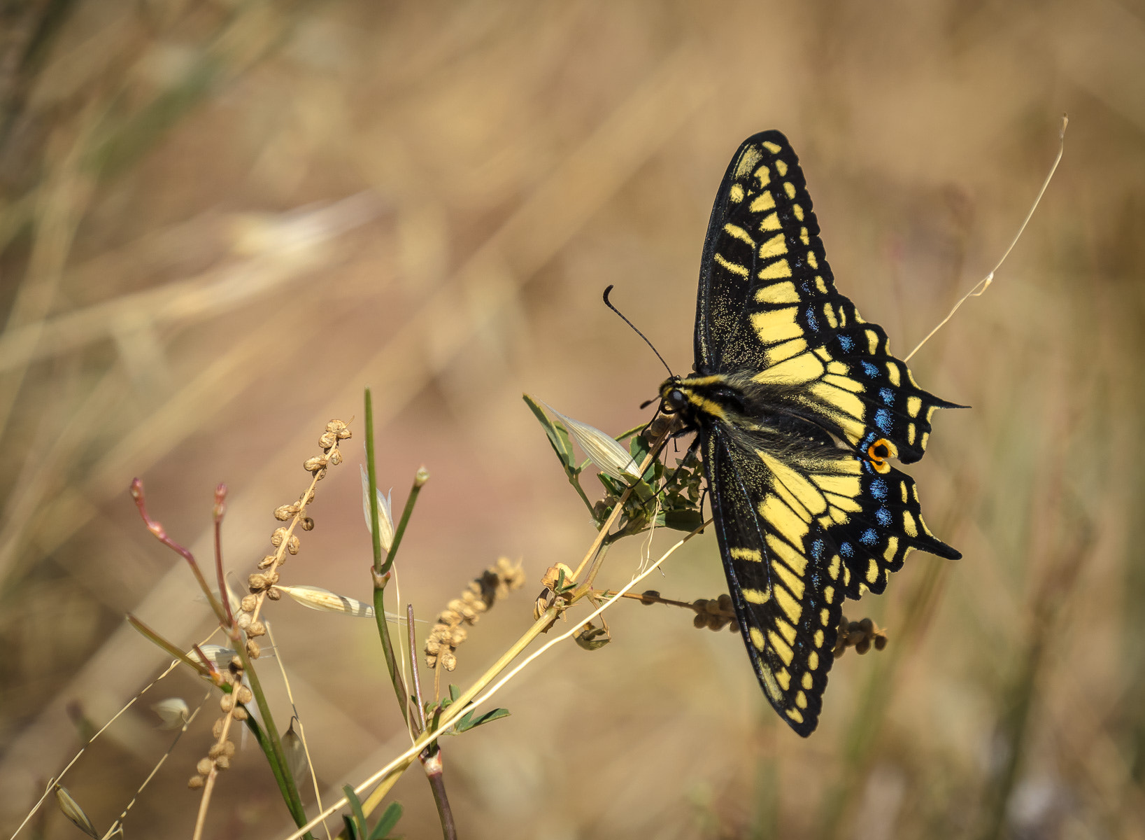 Olympus OM-D E-M1 + LEICA DG 100-400/F4.0-6.3 sample photo. Anise swallowtail photography
