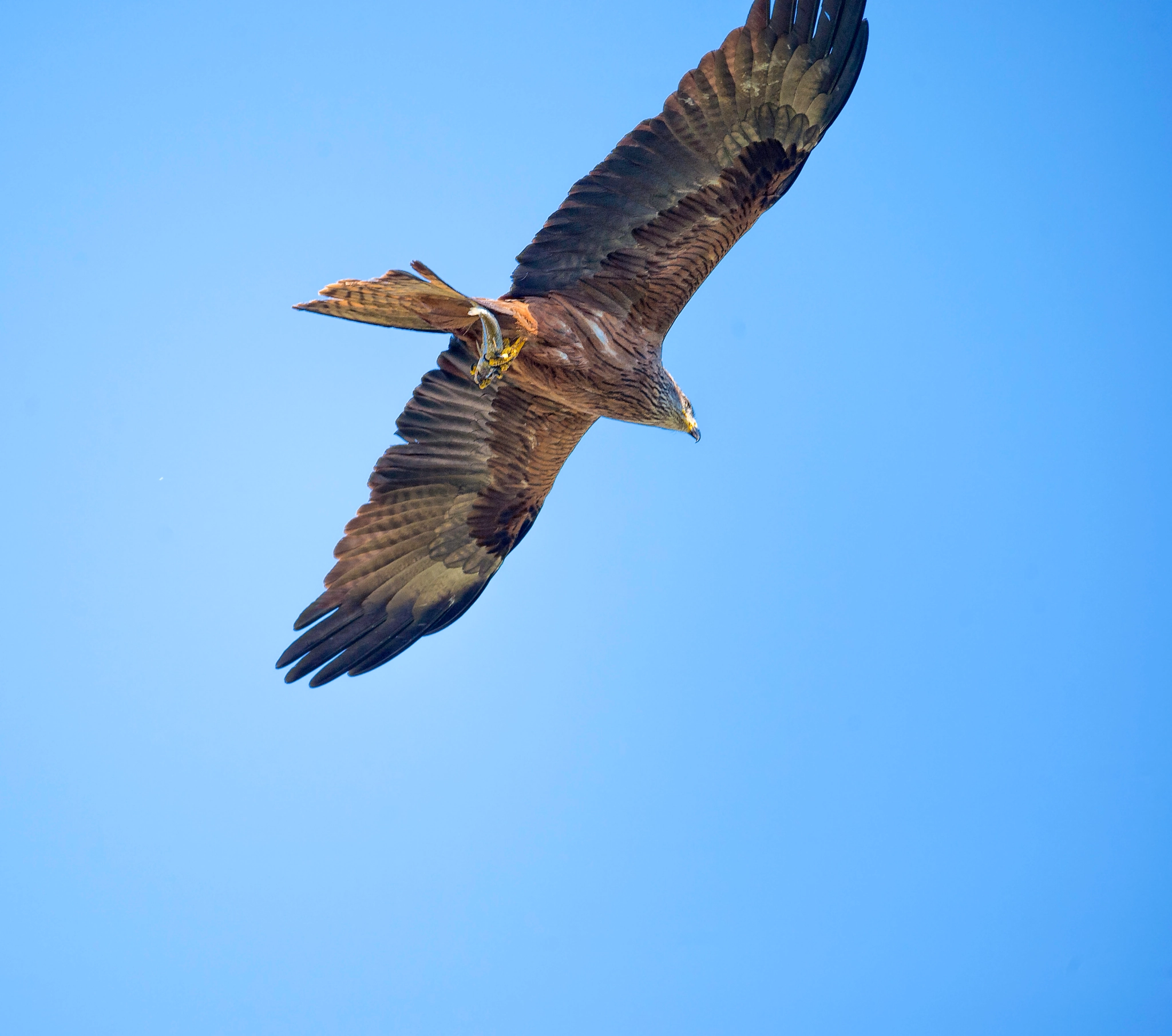 Nikon AF-S Nikkor 800mm F5.6E FL ED VR sample photo. Fish without chips photography