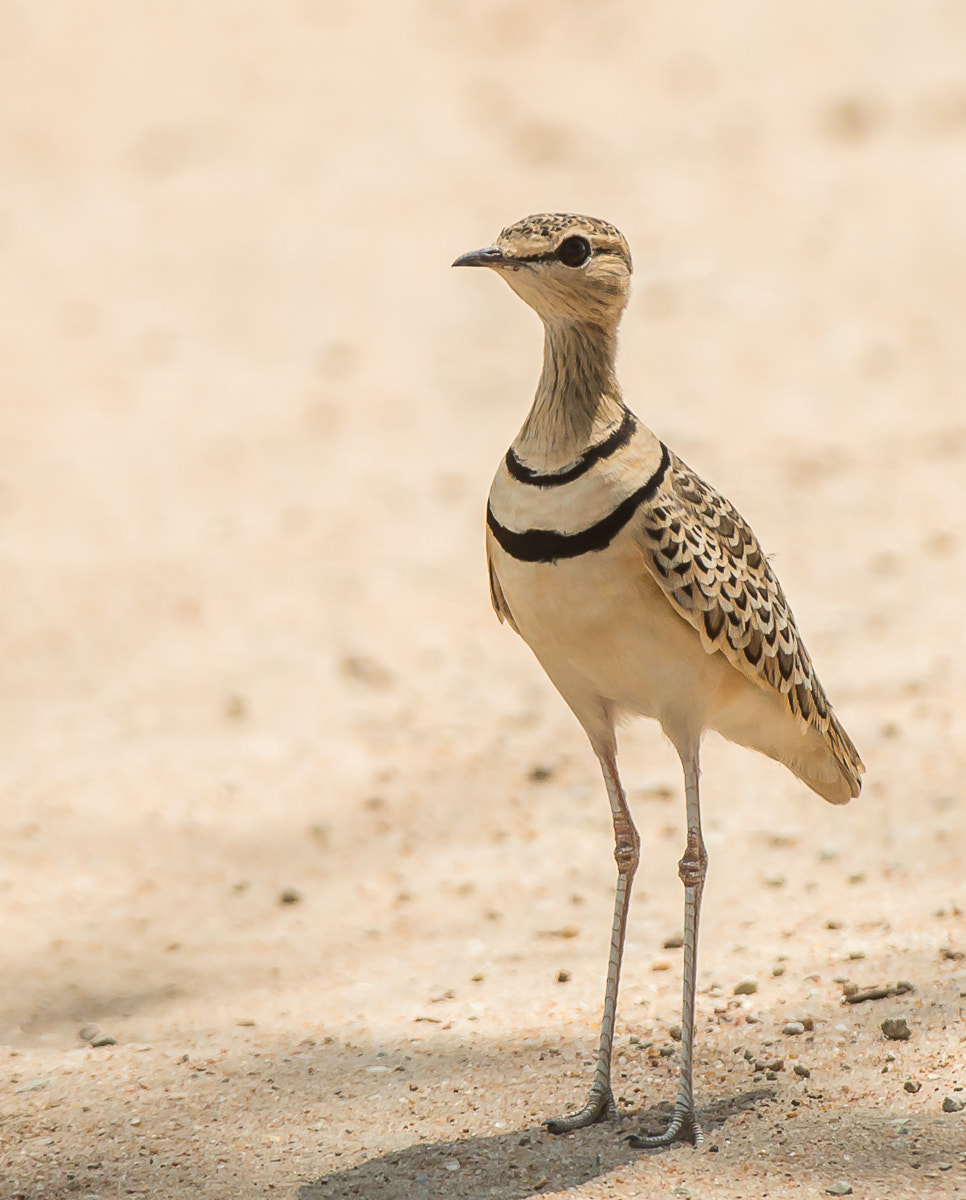 Nikon AF-S Nikkor 200-400mm F4G ED-IF VR sample photo. Double-banded courser photography