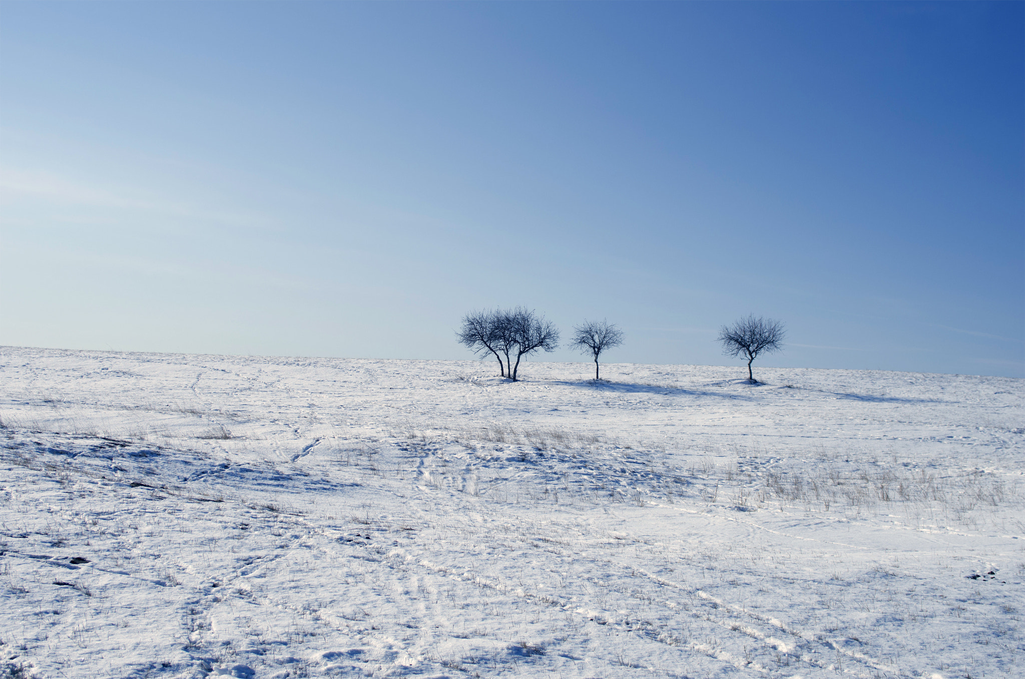 Pentax K-5 sample photo. Tree s photography