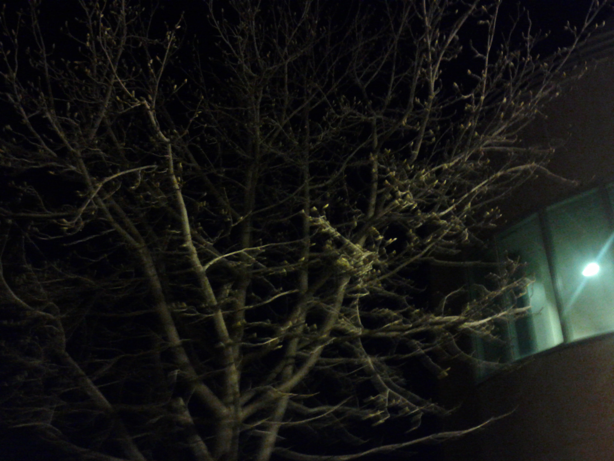Google Nexus S sample photo. Tsu ns photography