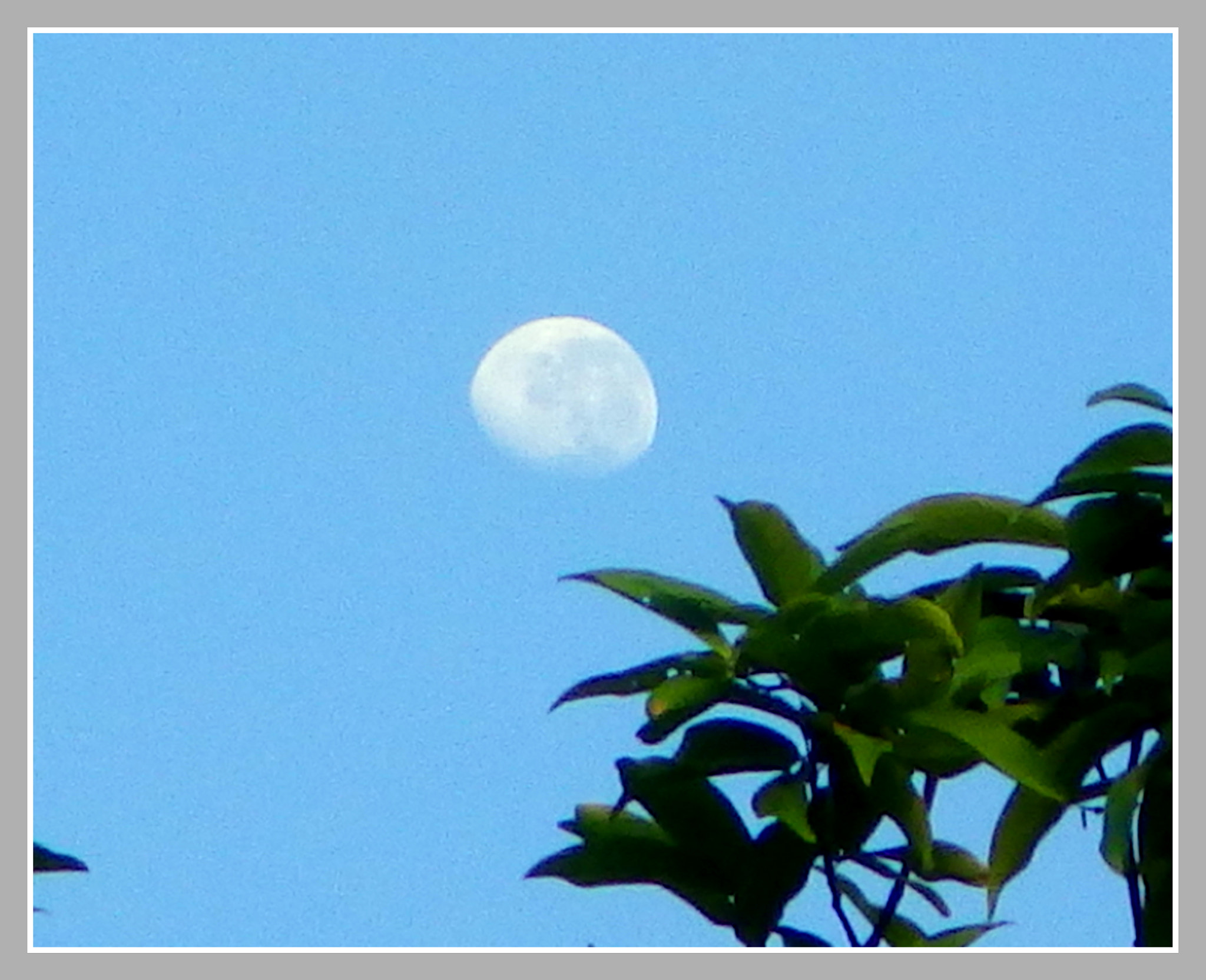 Ricoh WG-4 sample photo. Moon in the morning sky photography