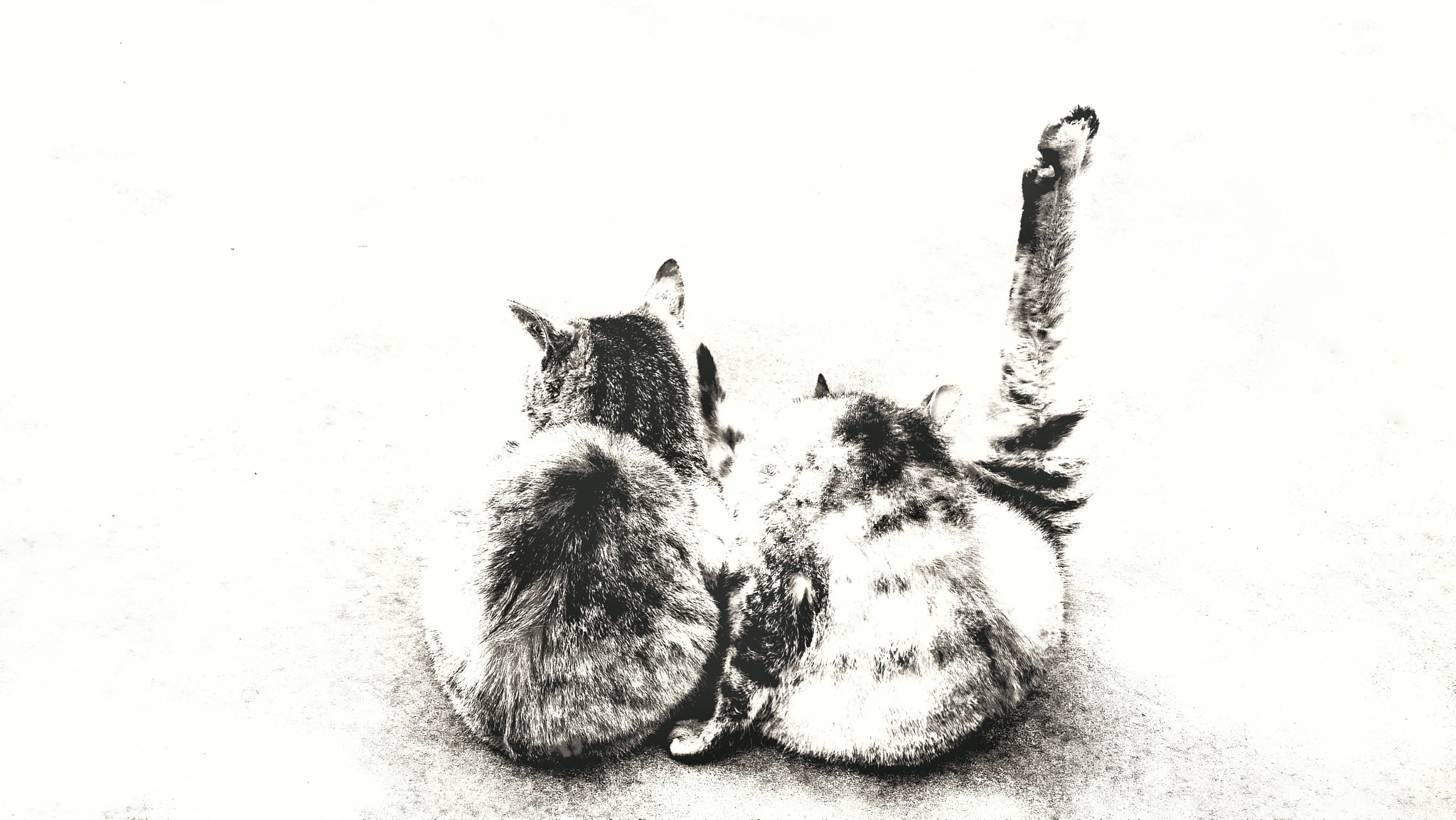 OnePlus ONE E1001 sample photo. Cats in black and white photography