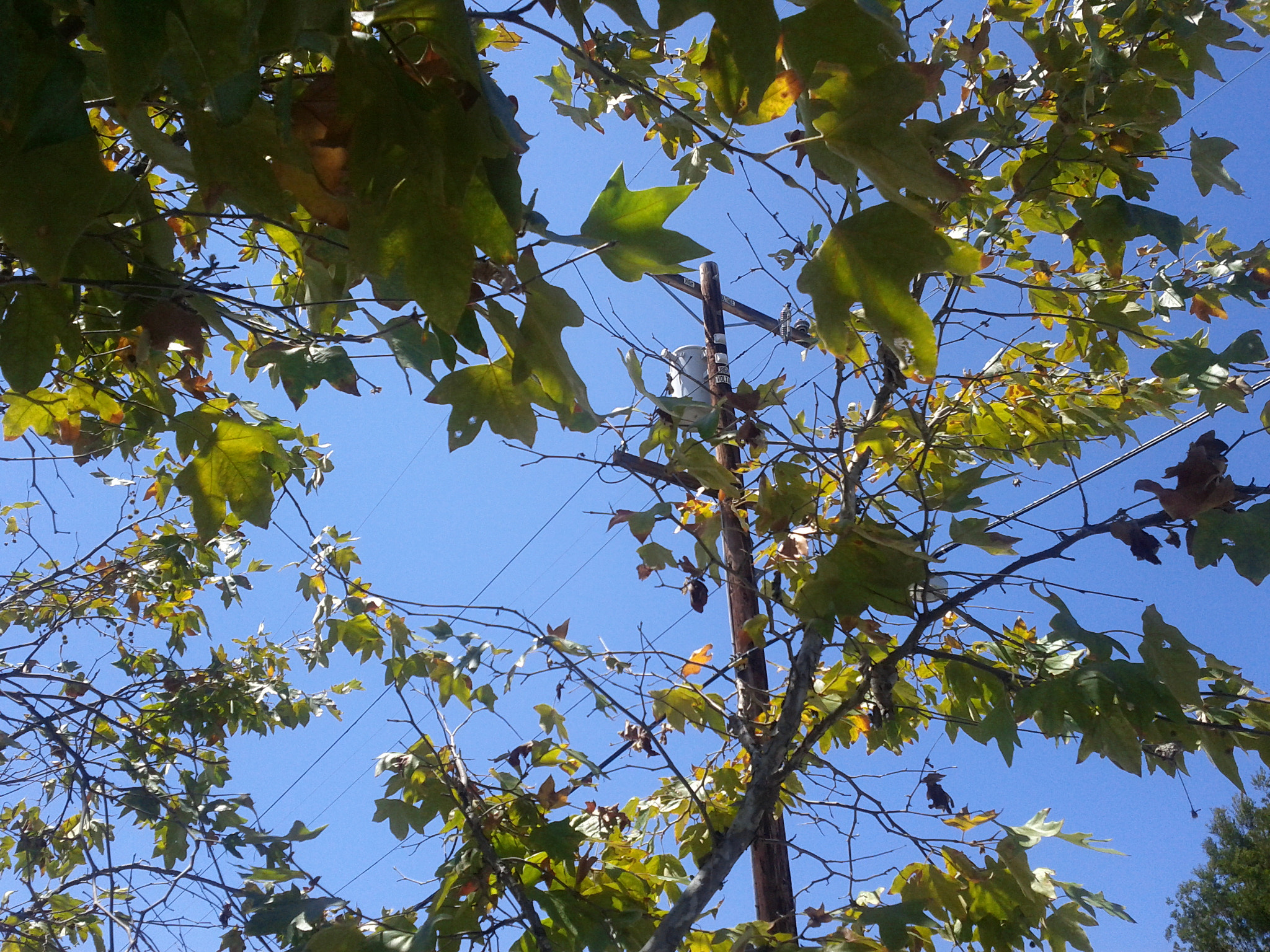 Google Nexus S sample photo. Tsu ns photography