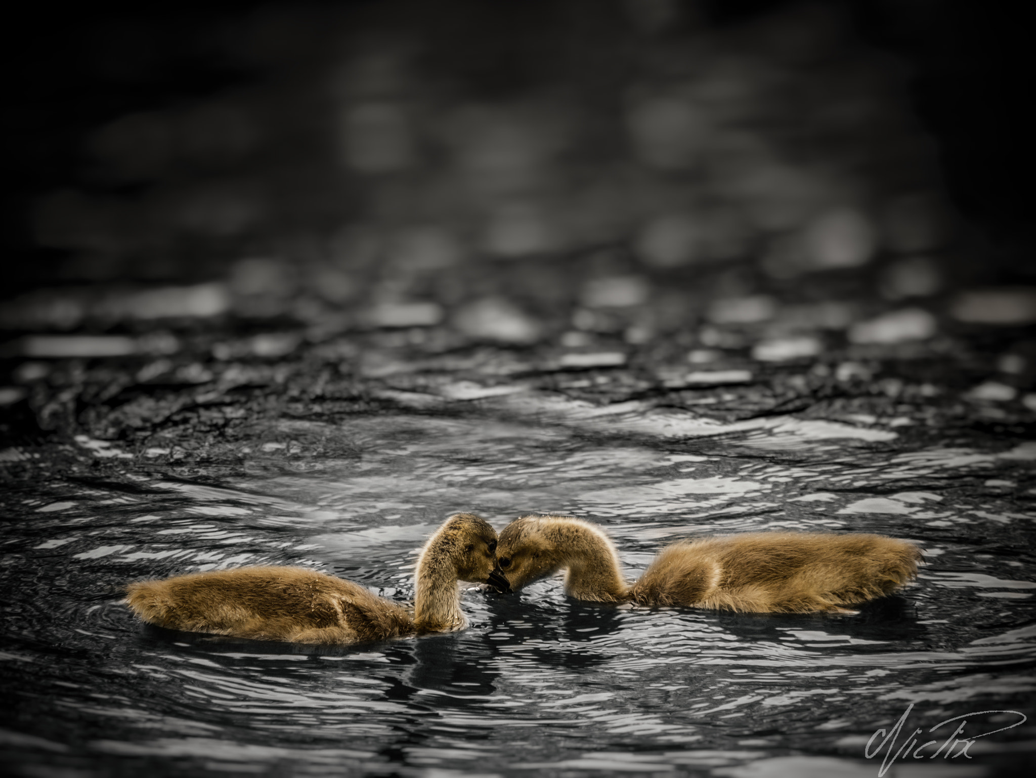 Panasonic Lumix DMC-G7 sample photo. Goose brotherly love photography