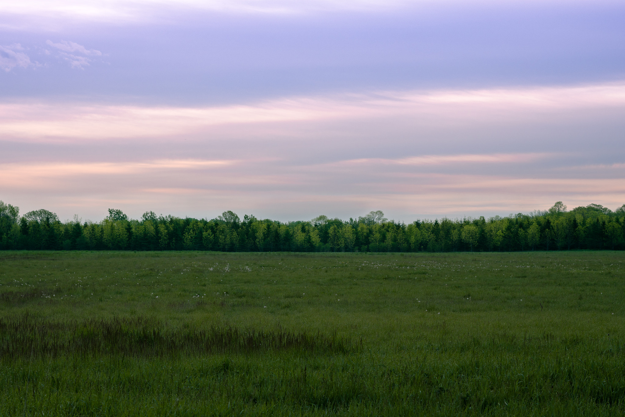 Sony a6300 + Sony FE 50mm F1.8 sample photo. Purple haze tree line sunrise photography