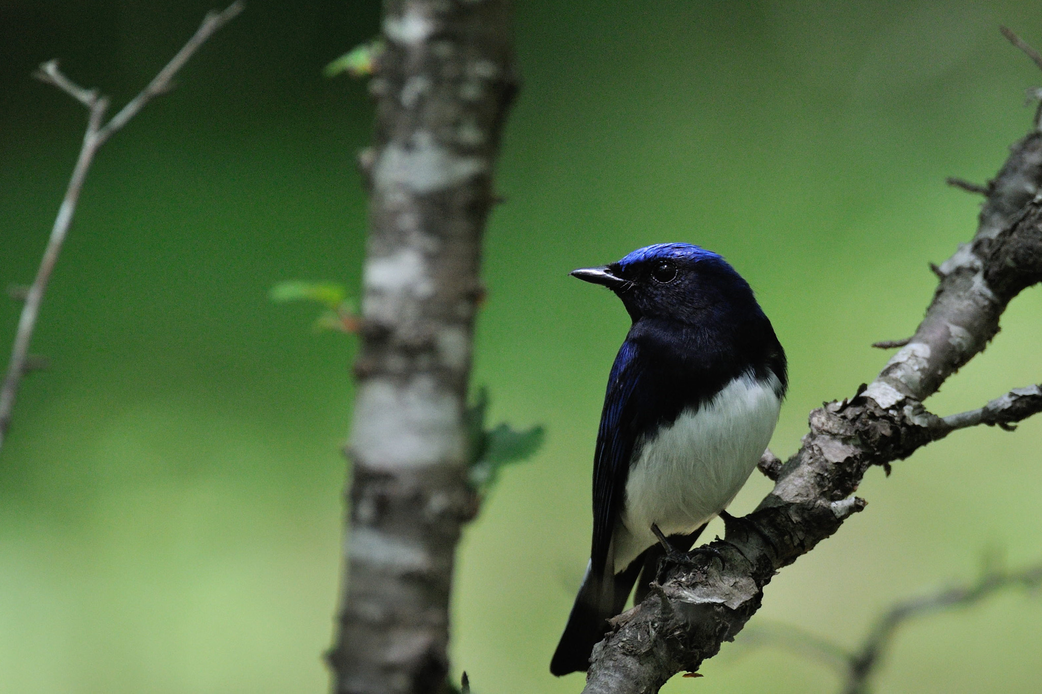 Sigma 150-600mm F5-6.3 DG OS HSM | C sample photo. Cyanoptila cyanomelana photography