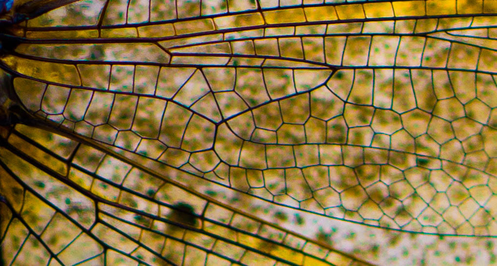 Sony SLT-A77 + 90mm F2.8 Macro SSM sample photo. Dragonfly wing photography