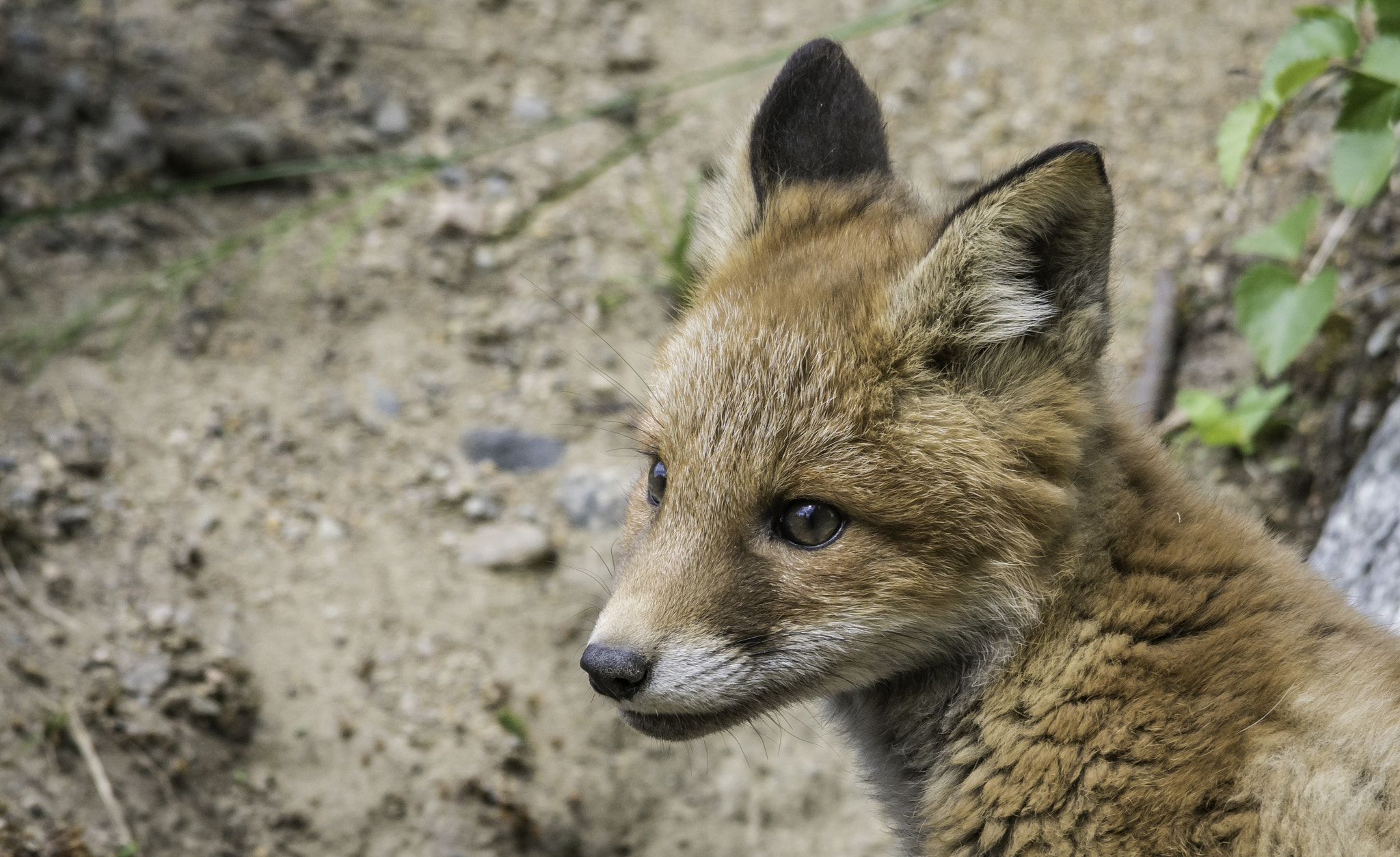 Sigma 50-500mm F4.5-6.3 DG OS HSM sample photo. Fox cub photography