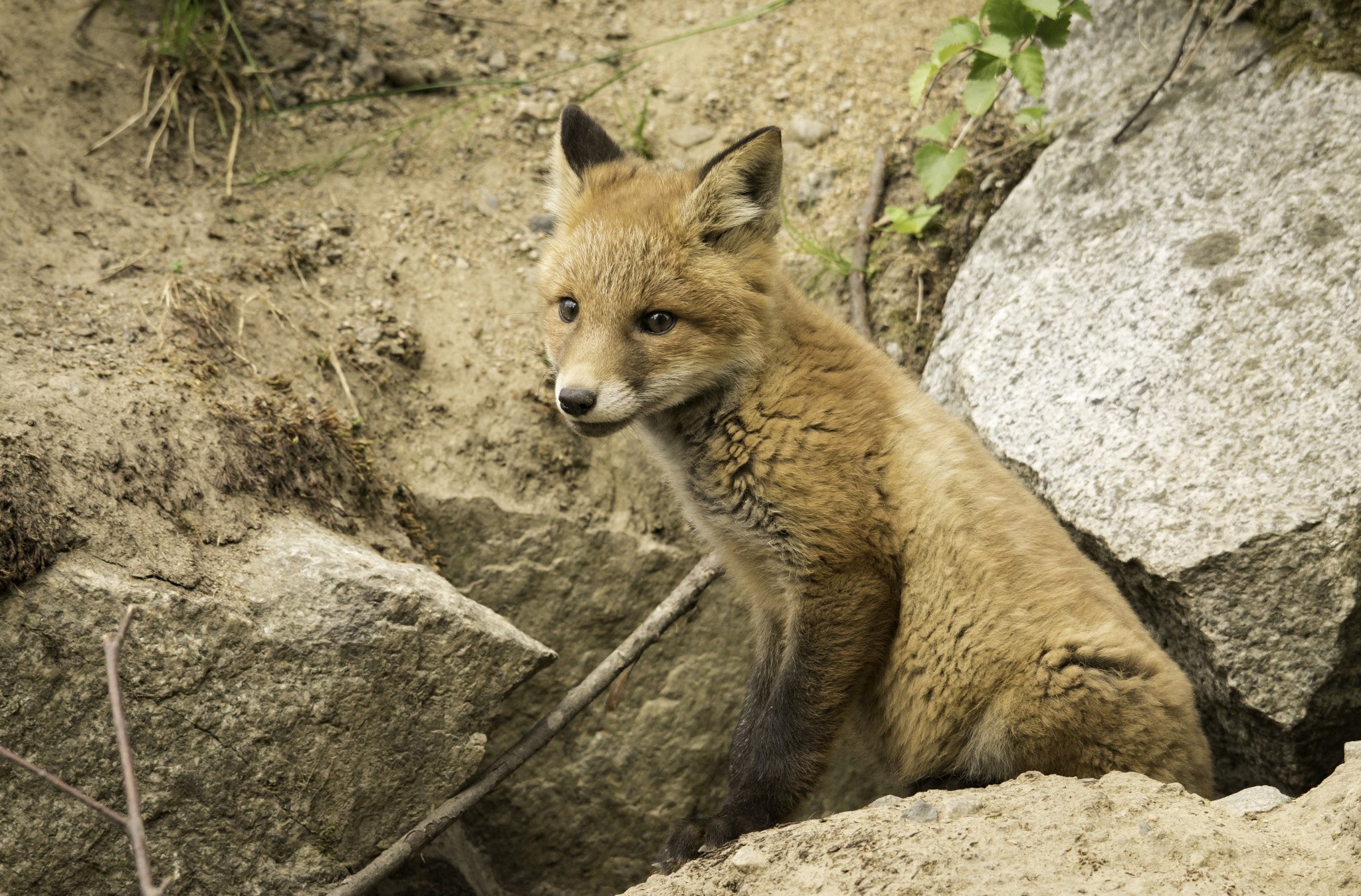 Sigma 50-500mm F4.5-6.3 DG OS HSM sample photo. Fox cub photography