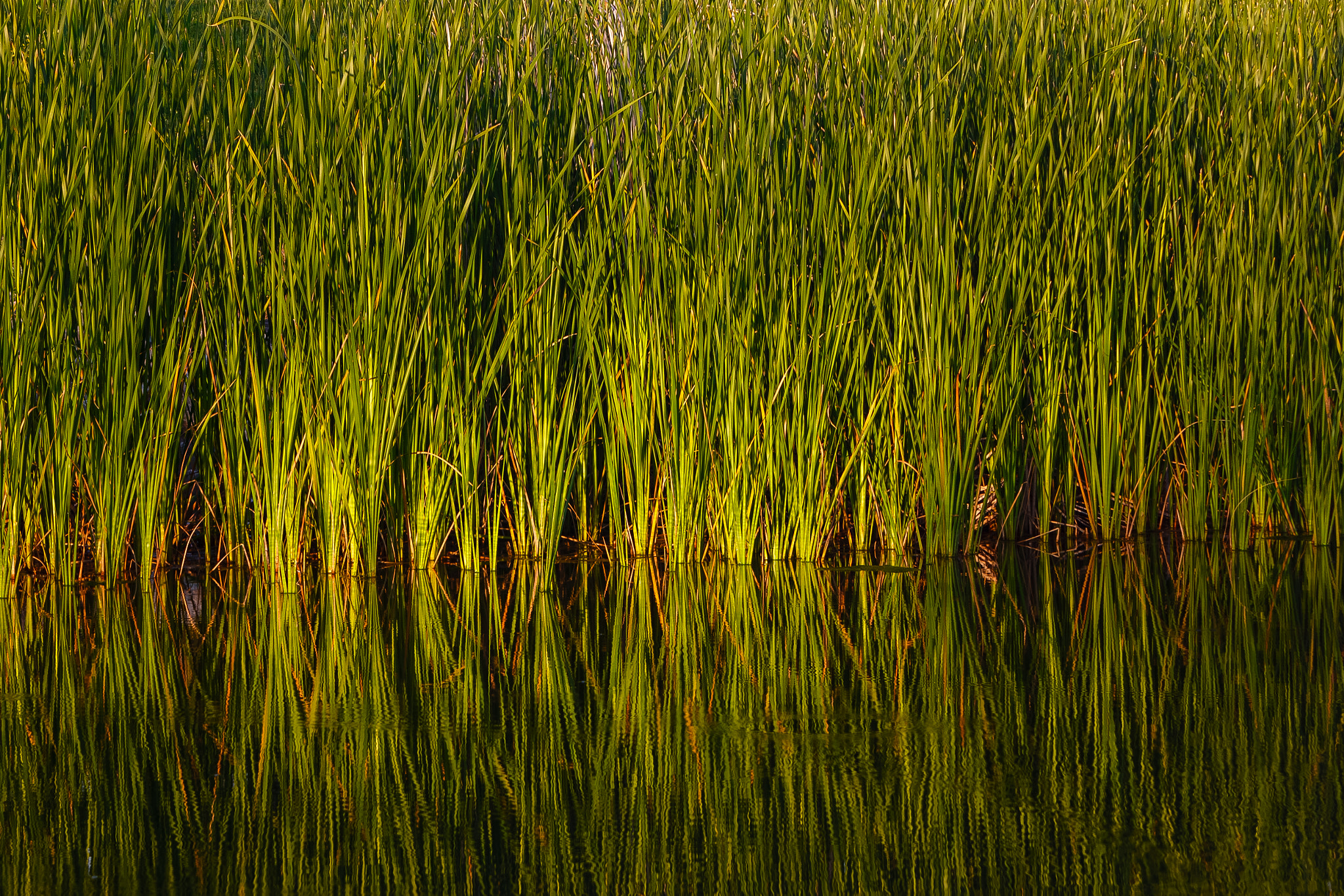 Canon EF 35-80mm f/4-5.6 sample photo. Reed reflection photography