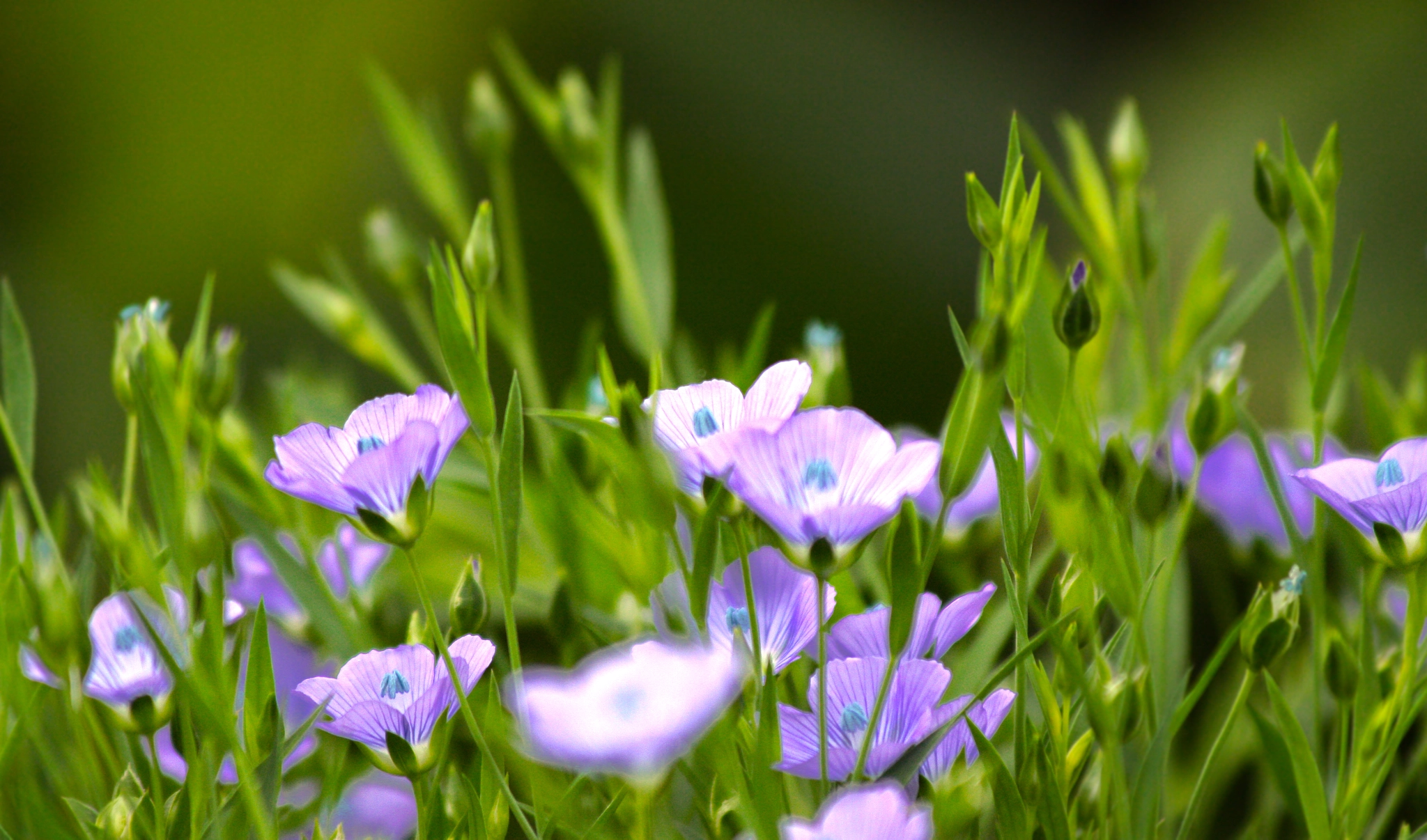 Canon EF 70-300mm F4-5.6 IS USM sample photo. A touch of purple photography