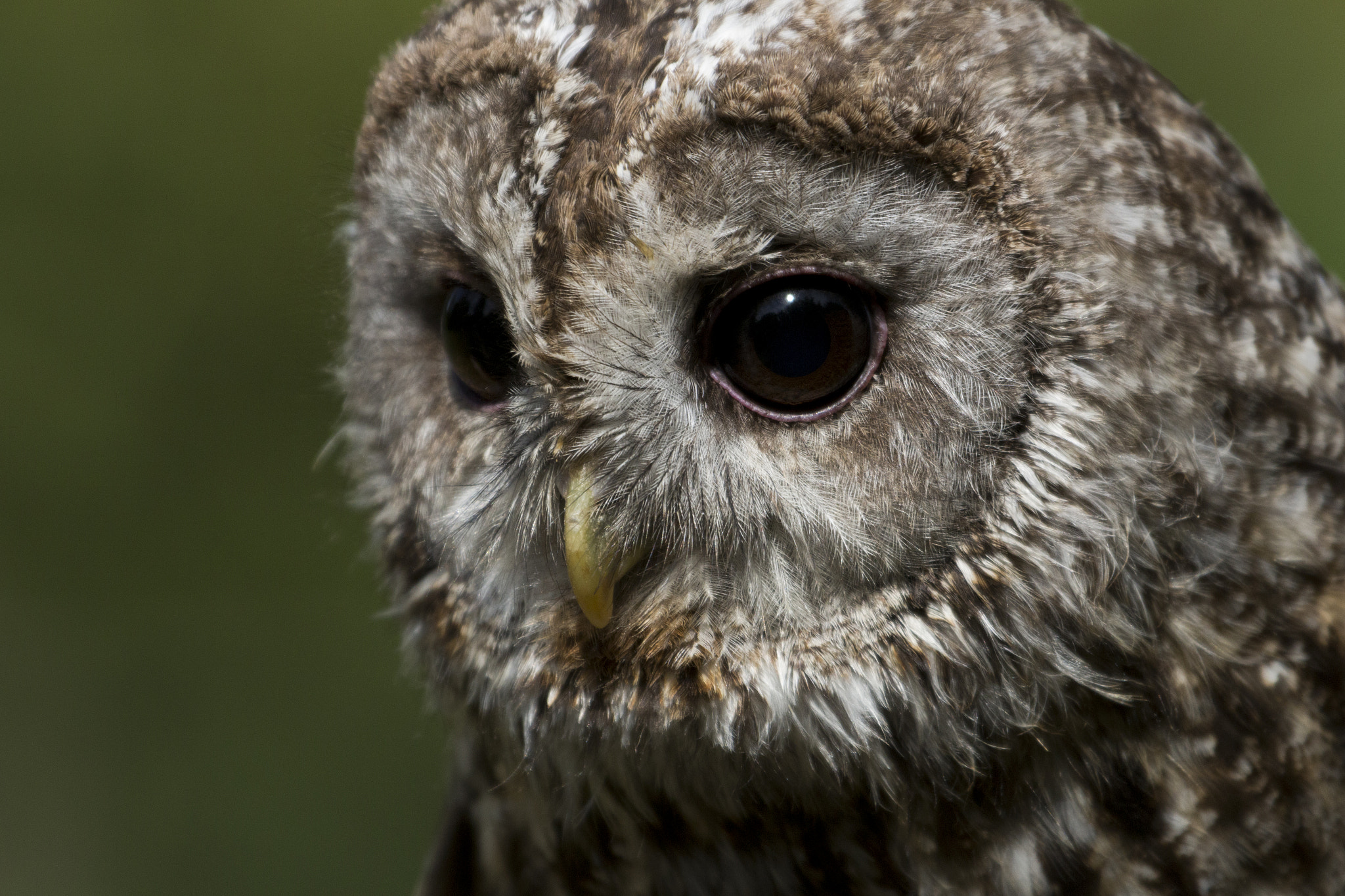 Sigma 70-200mm F2.8 EX DG OS HSM sample photo. Tawny owl photography