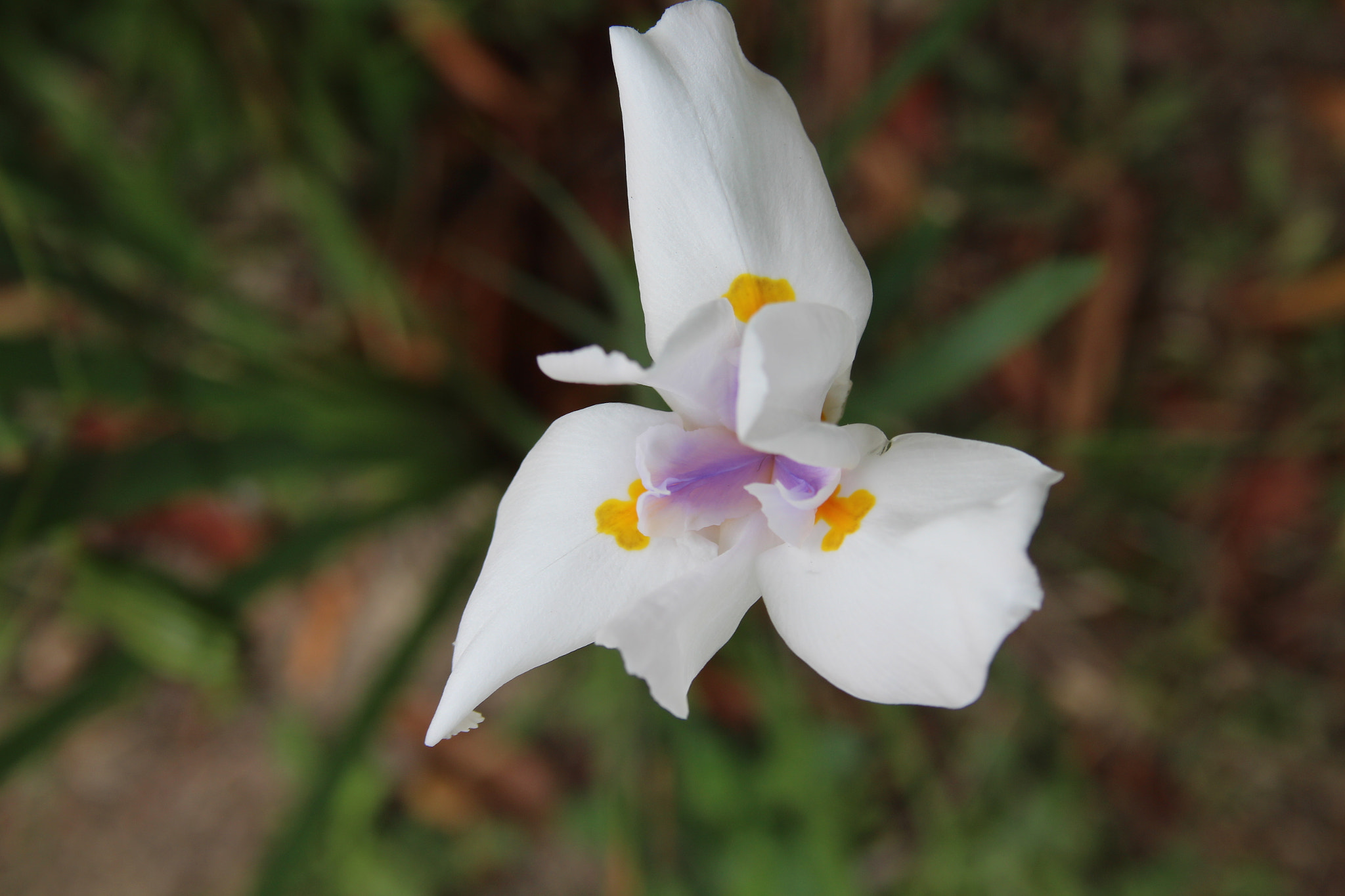 Canon EF-S 18-55mm F3.5-5.6 sample photo. Wild iris photography