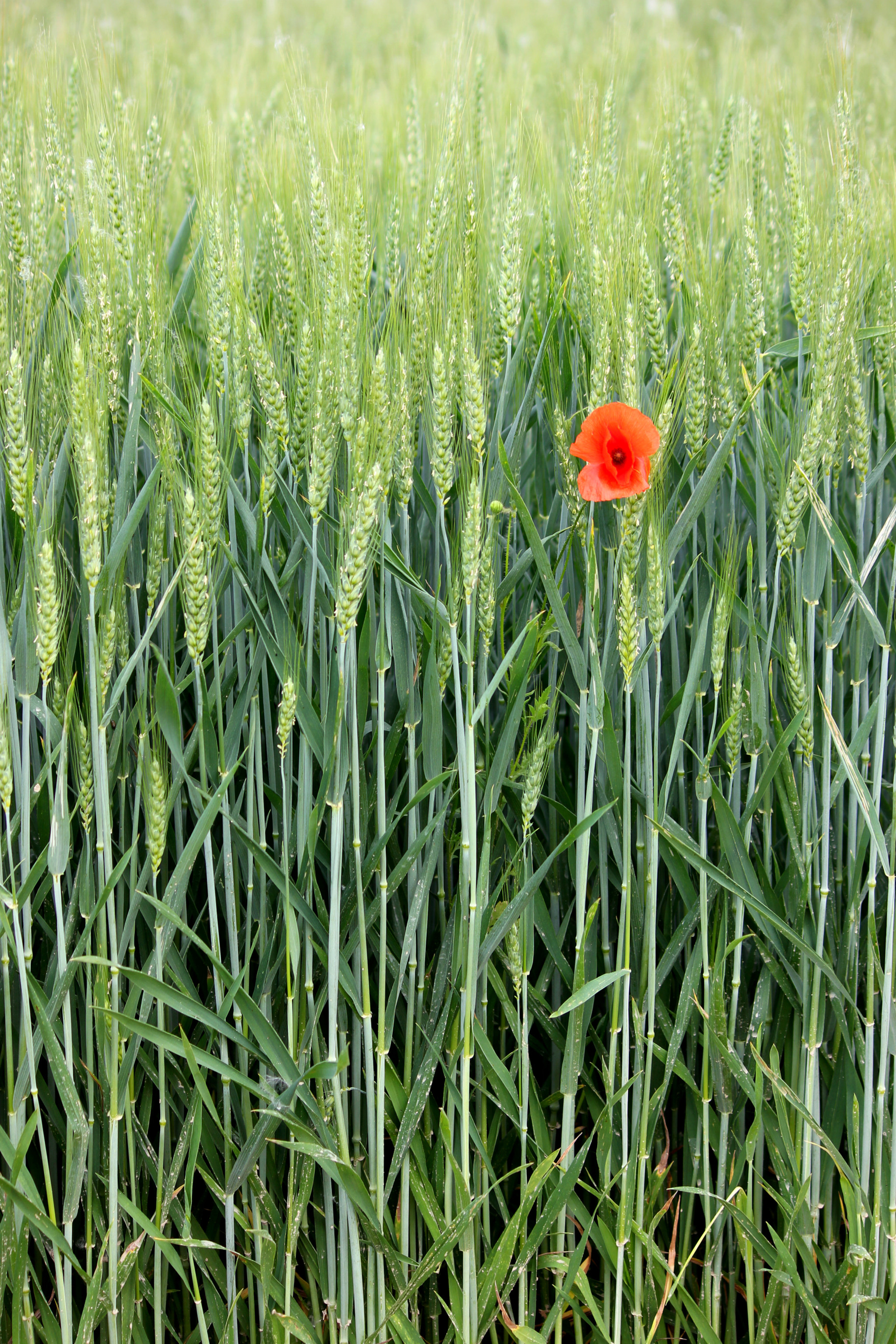 Canon EF-S 55-250mm F4-5.6 IS II sample photo. Wheat field photography