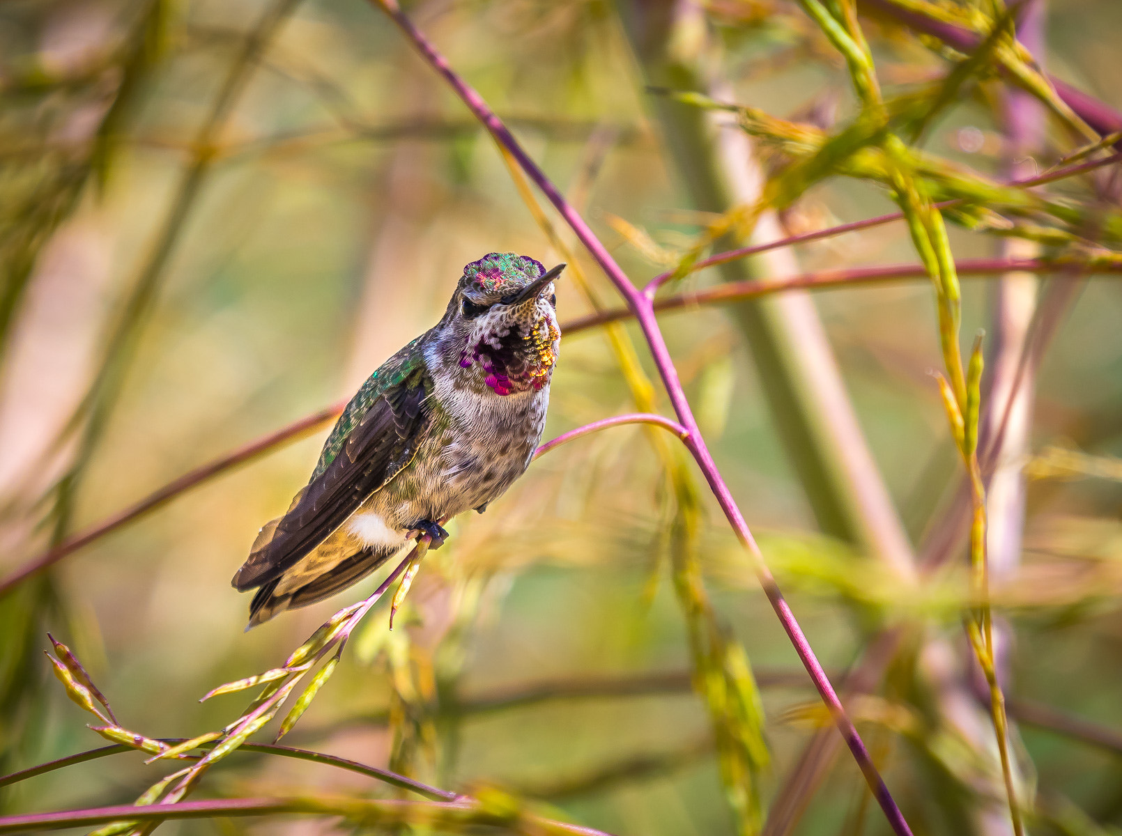 LEICA DG 100-400/F4.0-6.3 sample photo. Anna's hummingbird photography