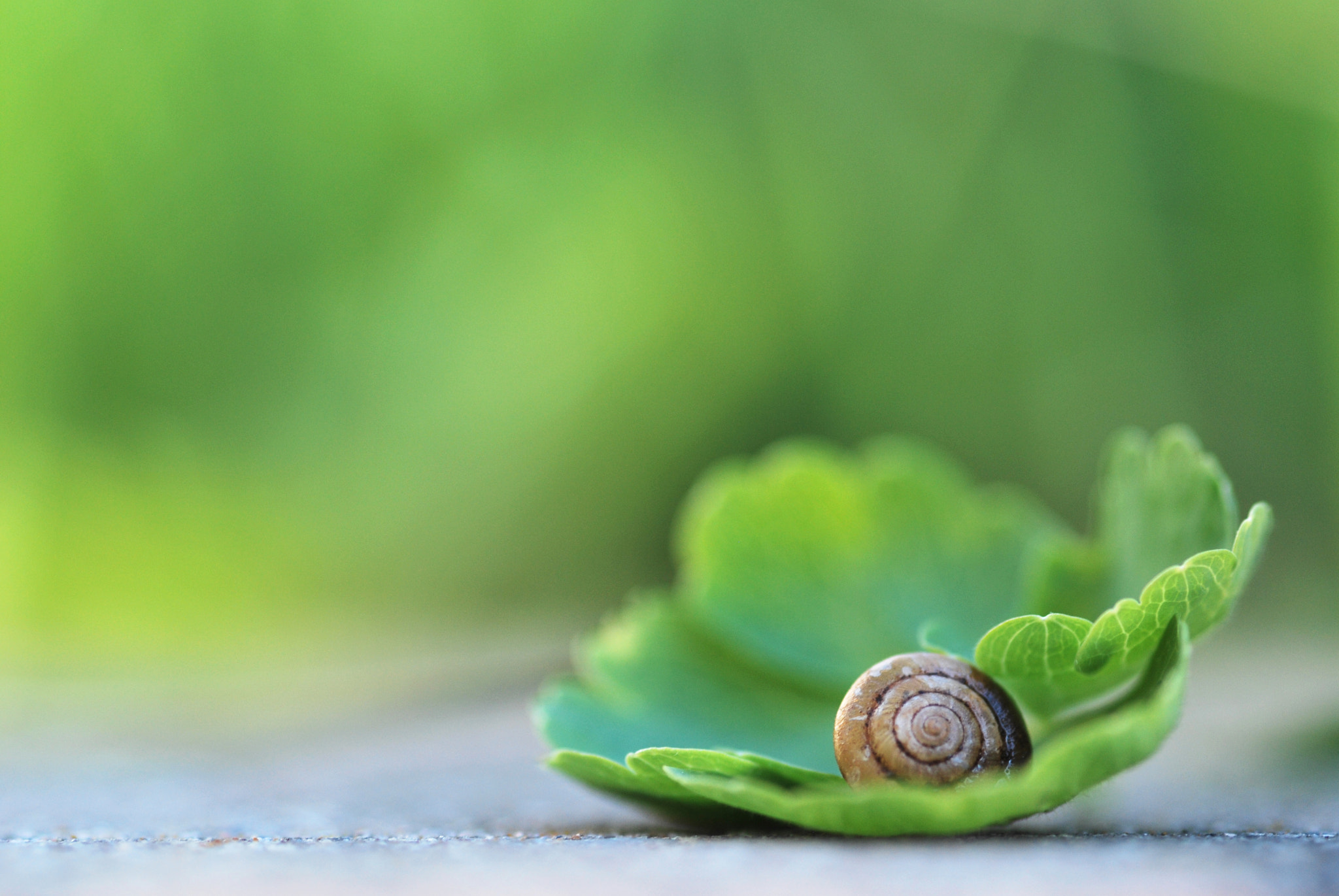 Nikon D60 sample photo. Green swirl photography