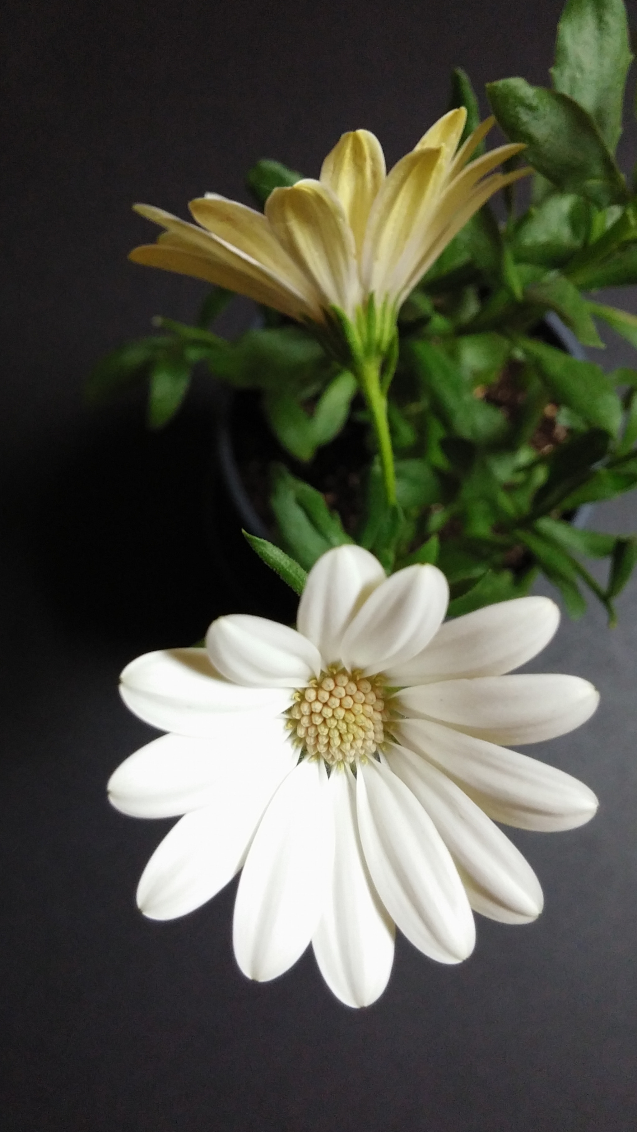 LG G3 CAT.6 sample photo. Cream dimor 1 (flower language ; eternal love) photography