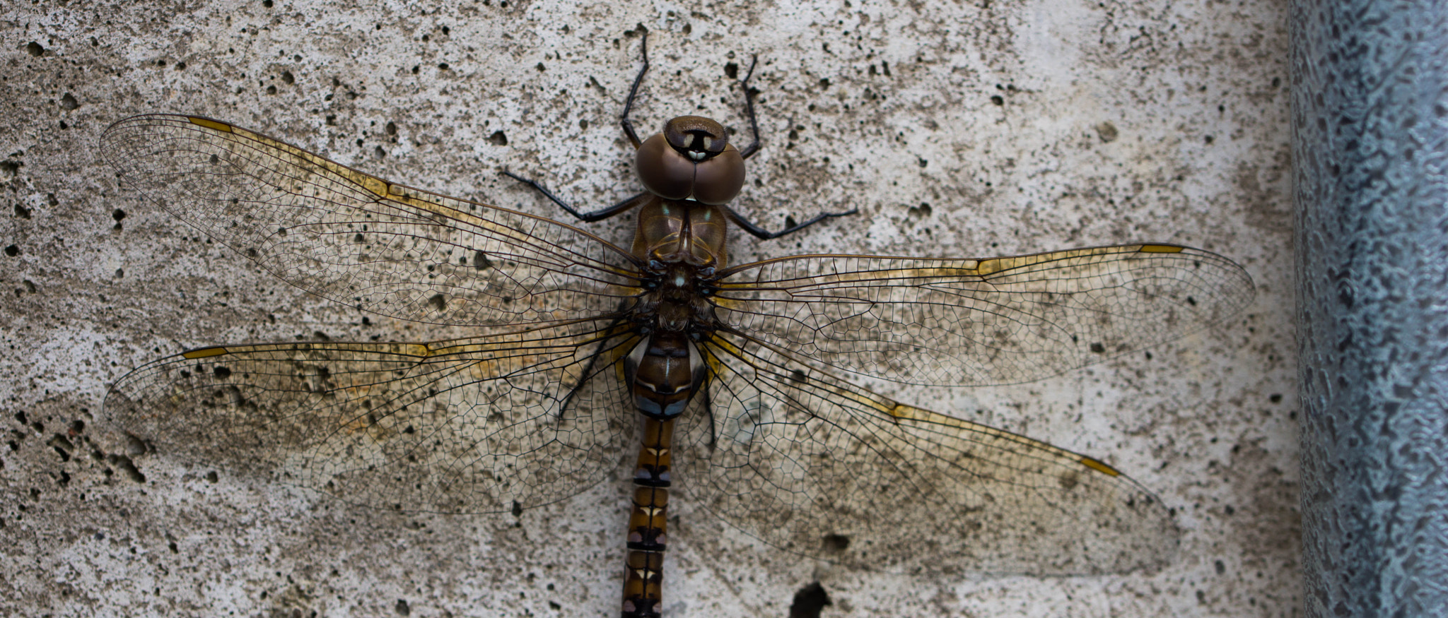 Sony SLT-A77 + 90mm F2.8 Macro SSM sample photo. _dsc2915-2.jpg photography