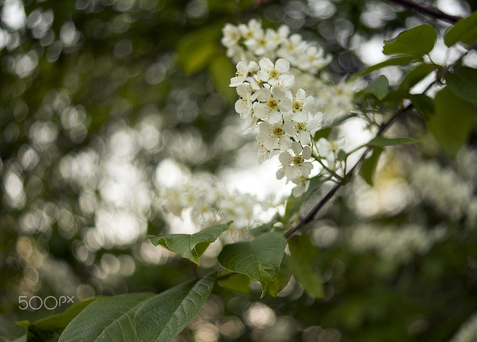 Sony a99 II + Sony DT 30mm F2.8 Macro SAM sample photo. * * * photography