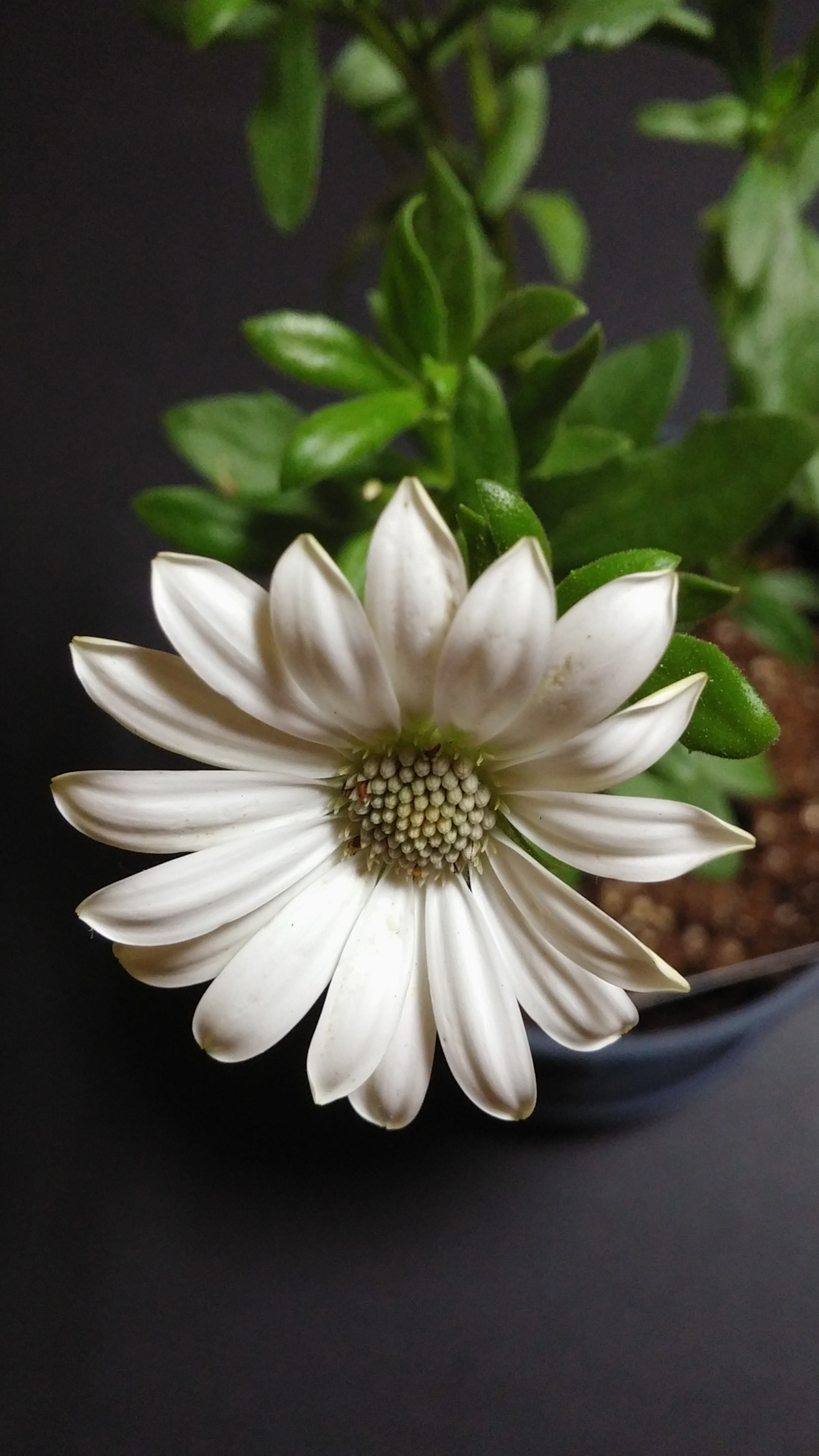 LG G3 CAT.6 sample photo. Cream dimor 1-2 (flower language ; eternal love) photography