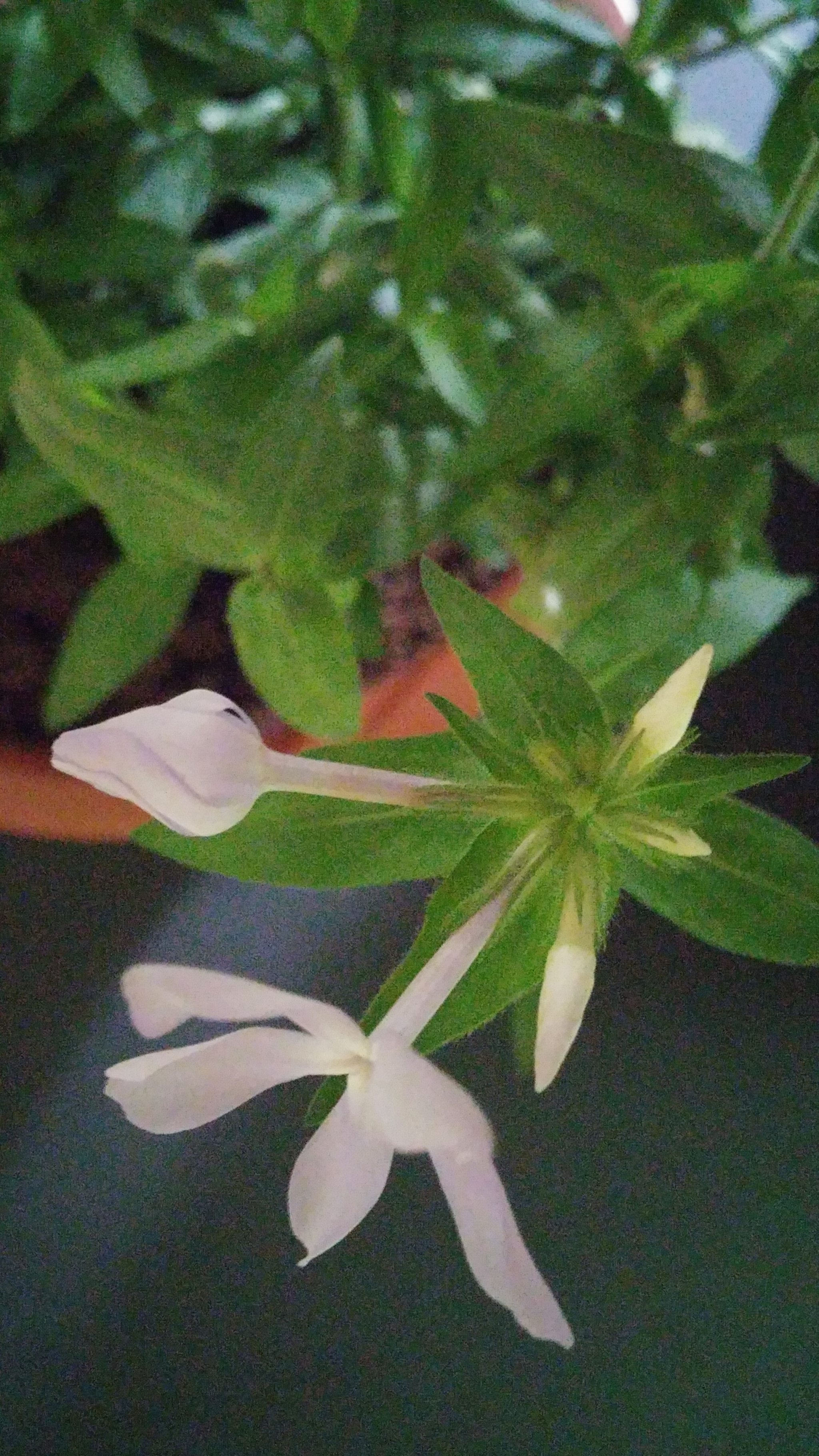 LG G3 CAT.6 sample photo. Phlox 1 (flower language ; agreement, mildness) photography