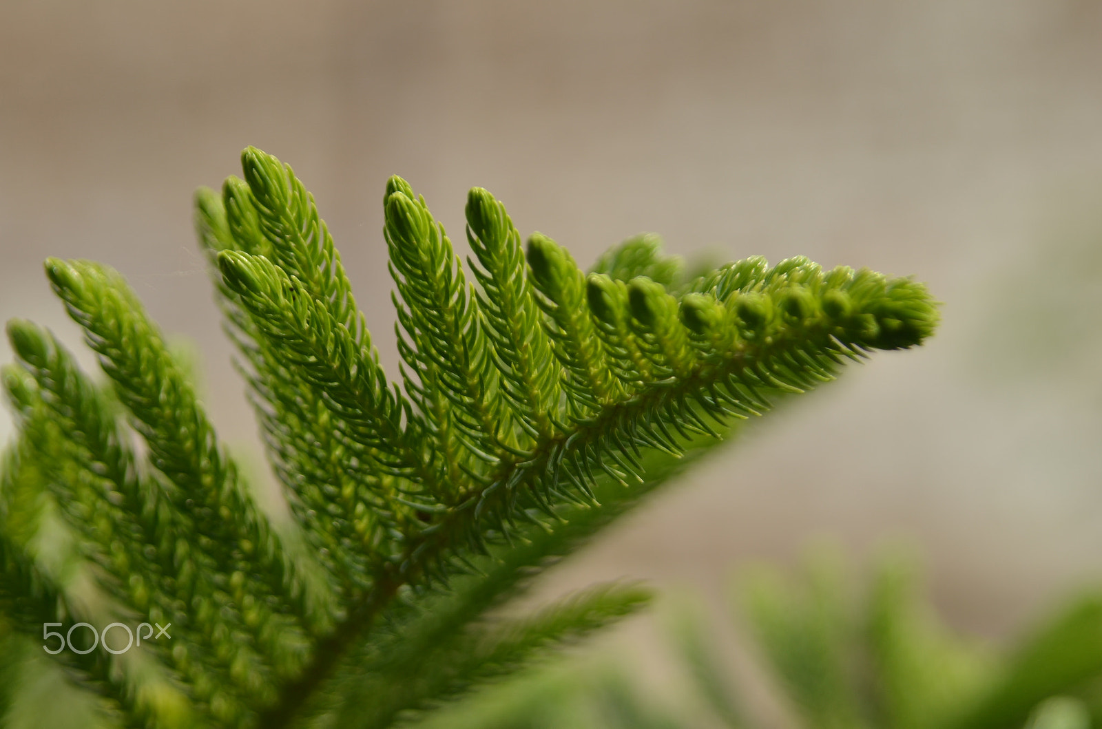 Nikon D5100 + Sigma 28-105mm F2.8-4 Aspherical sample photo. The leaf photography