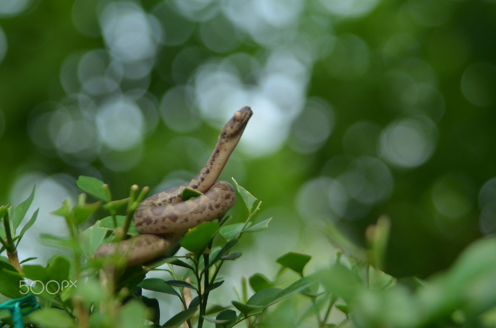 Nikon D5100 + Sigma 28-105mm F2.8-4 Aspherical sample photo. Baby python photography