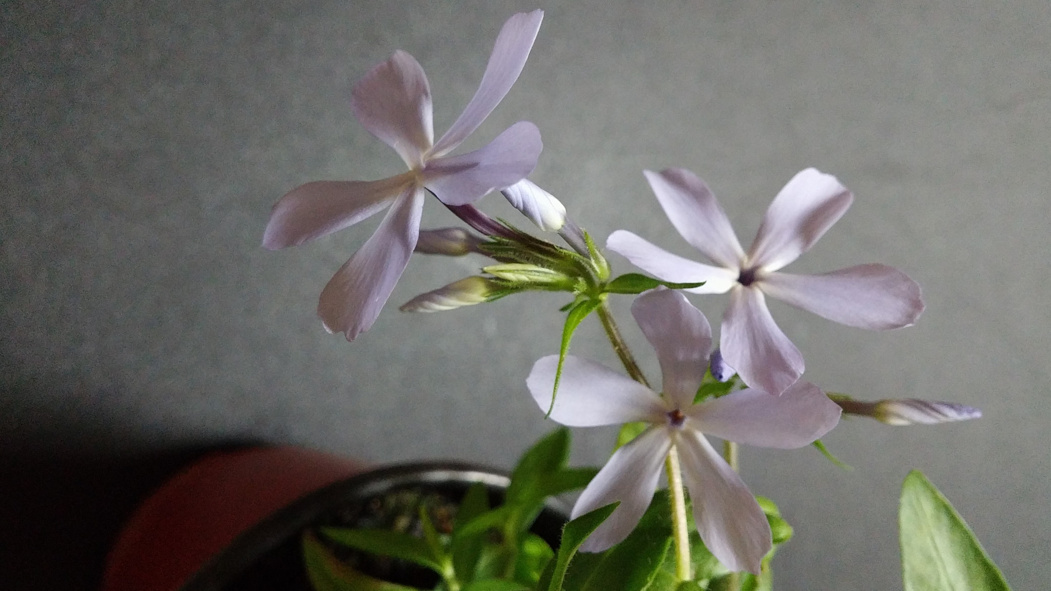 LG G3 CAT.6 sample photo. Phlox 3 (flower language ; agreement, mildness) photography