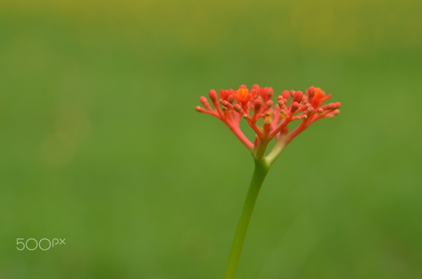 Nikon D5100 + Sigma 28-105mm F2.8-4 Aspherical sample photo. Flower photography