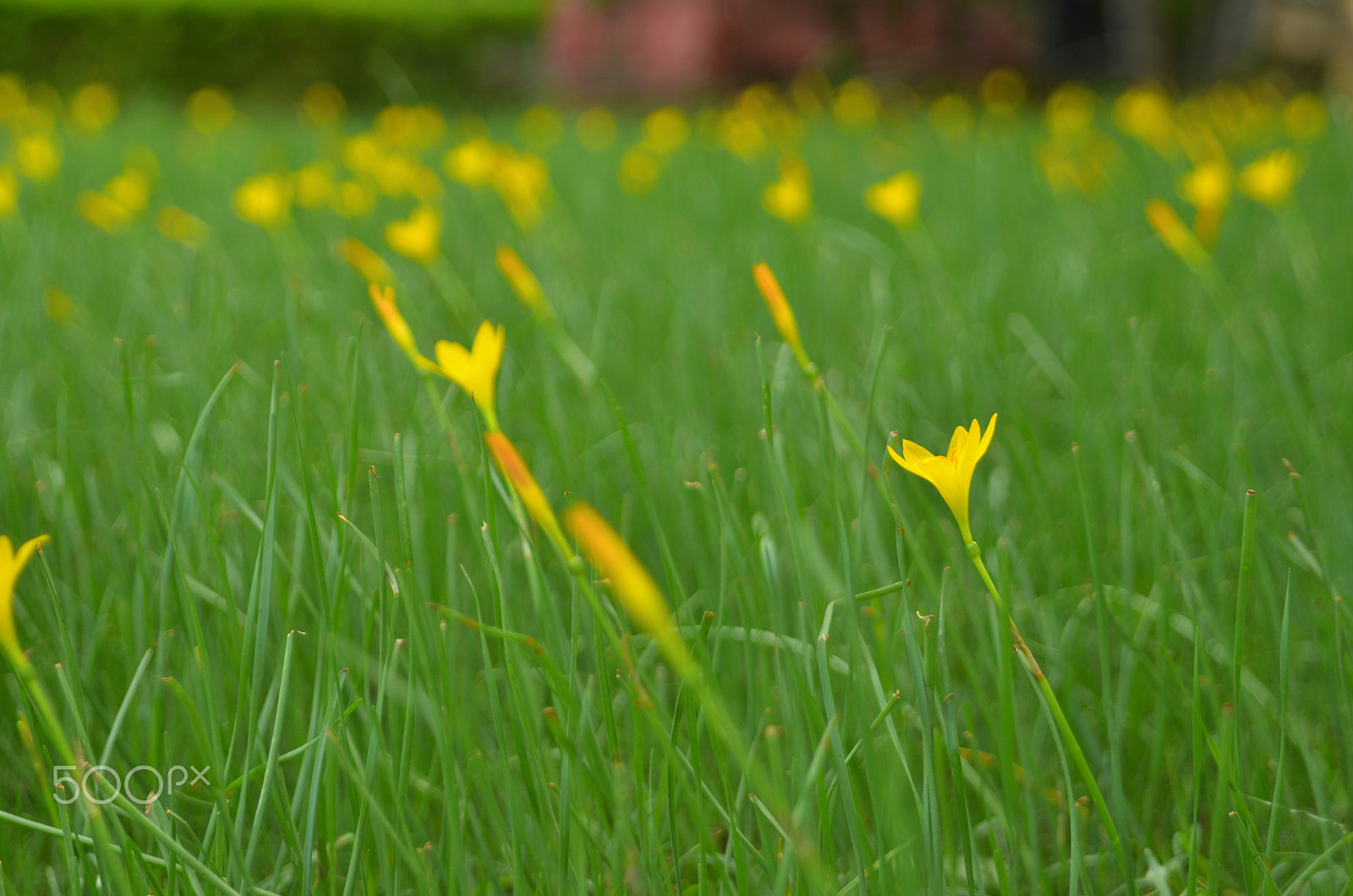 Nikon D5100 + Sigma 28-105mm F2.8-4 Aspherical sample photo. The yellow flower photography