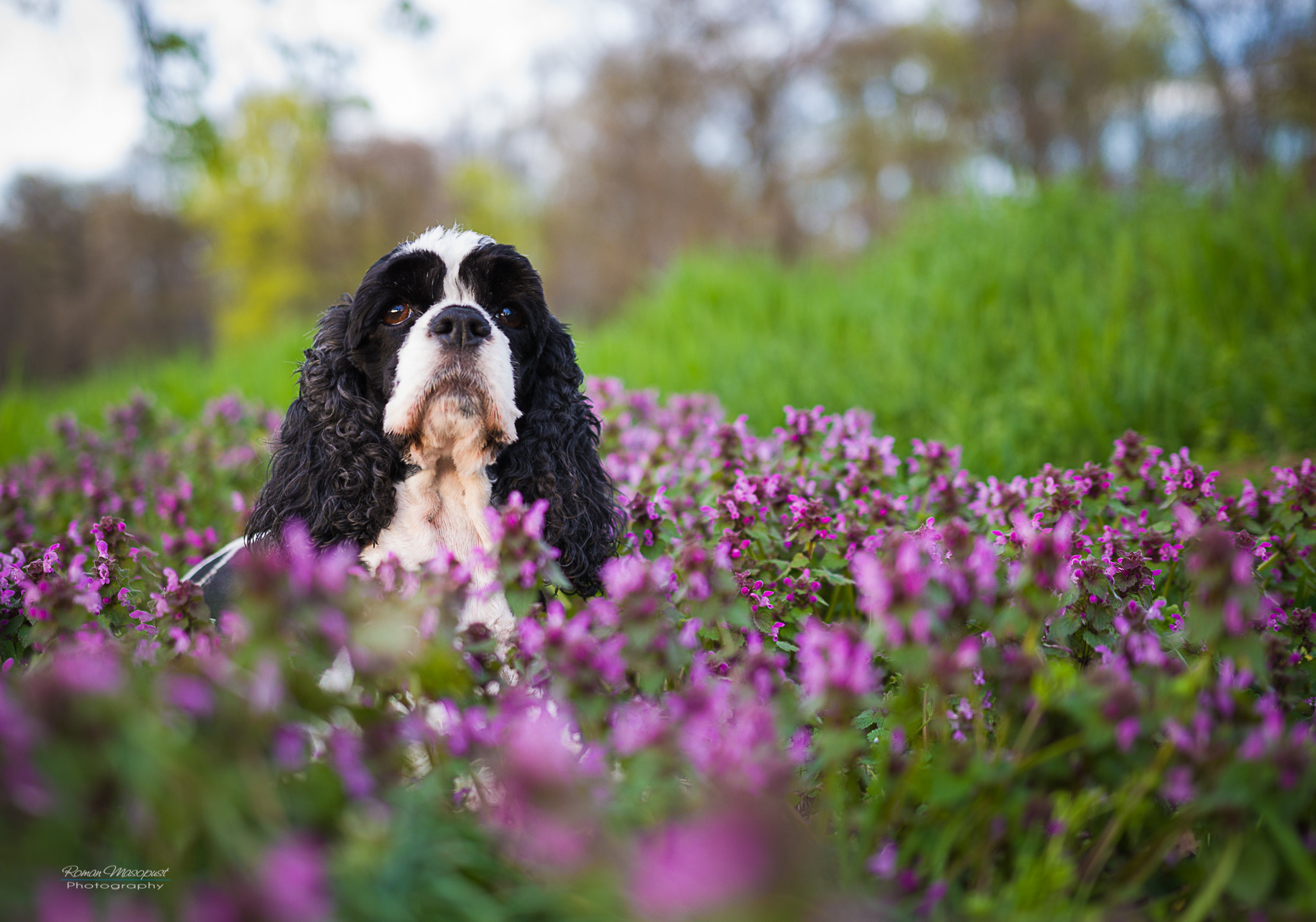 Pentax K-3 II sample photo. American cockerspaniel minie photography
