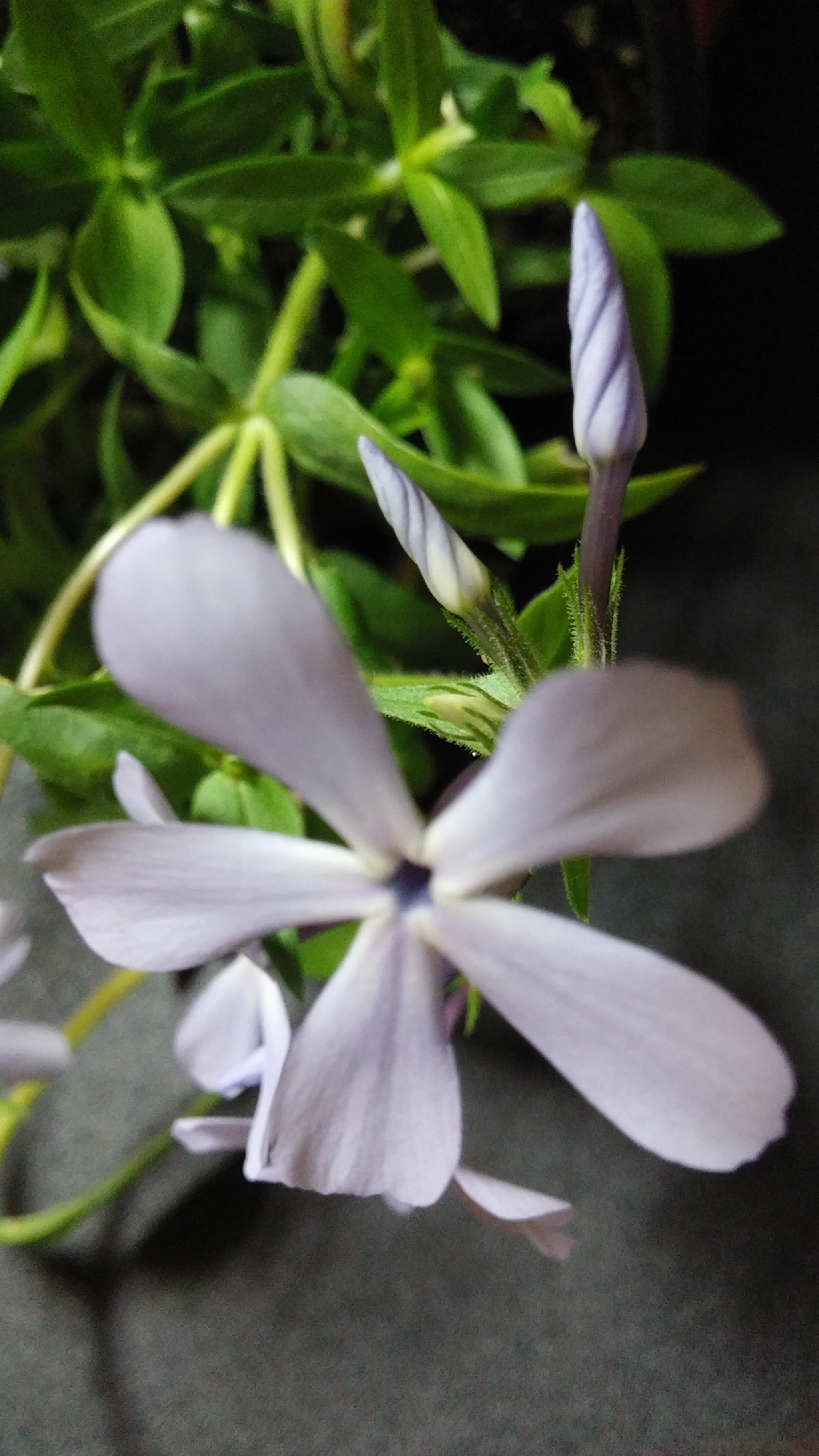 LG G3 CAT.6 sample photo. Phlox 6 (flower language ; agreement, mildness) photography